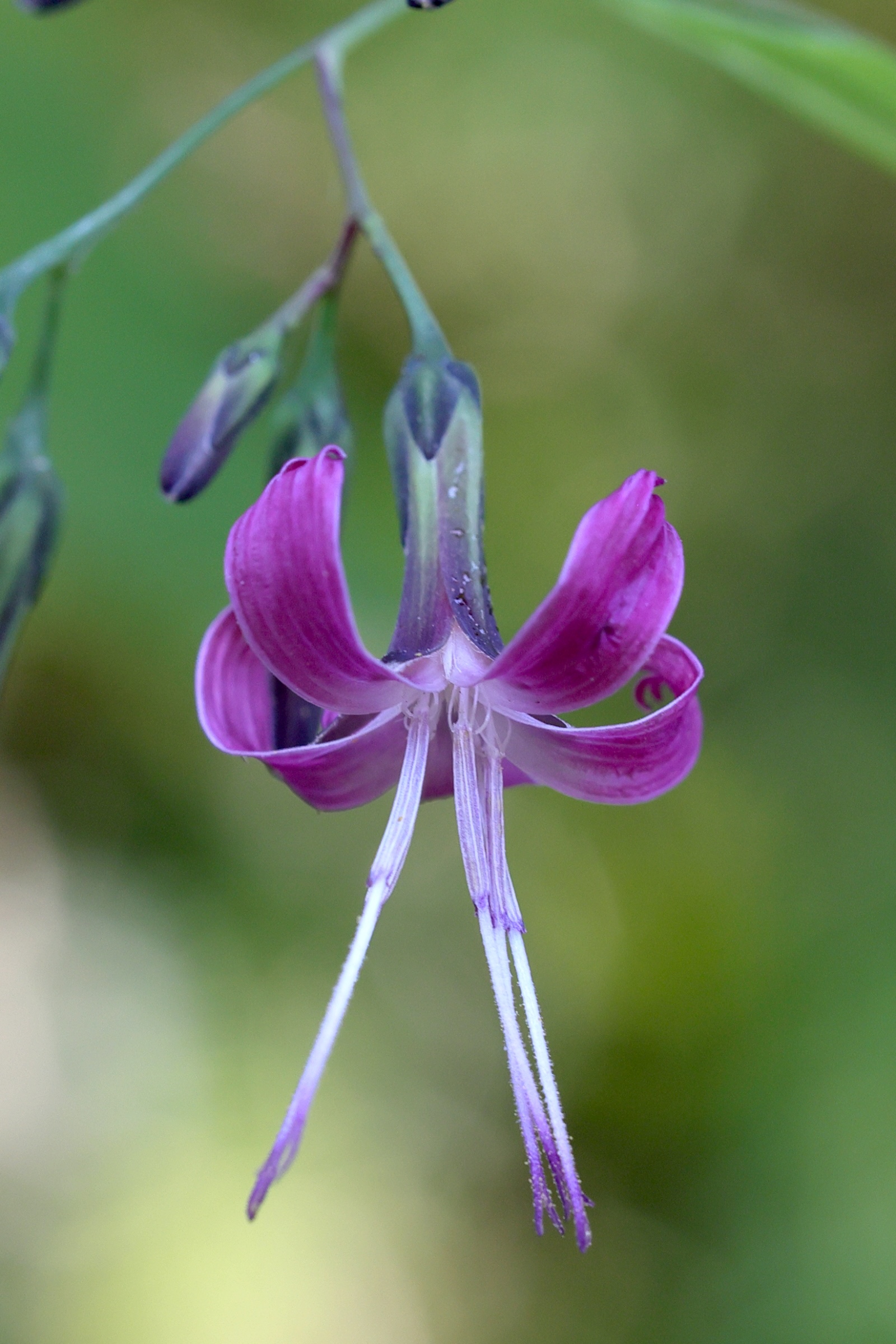 Afficher le média prenanthes_purpurea3md prenanthes_purpurea3md