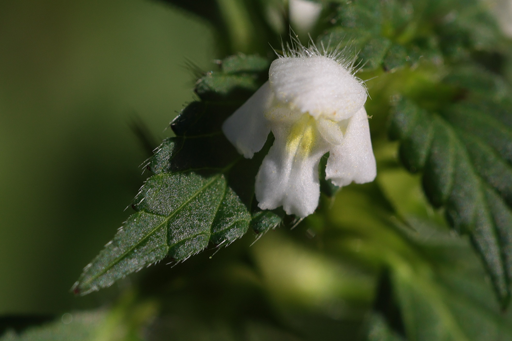 galeopsis_tetrahit9md