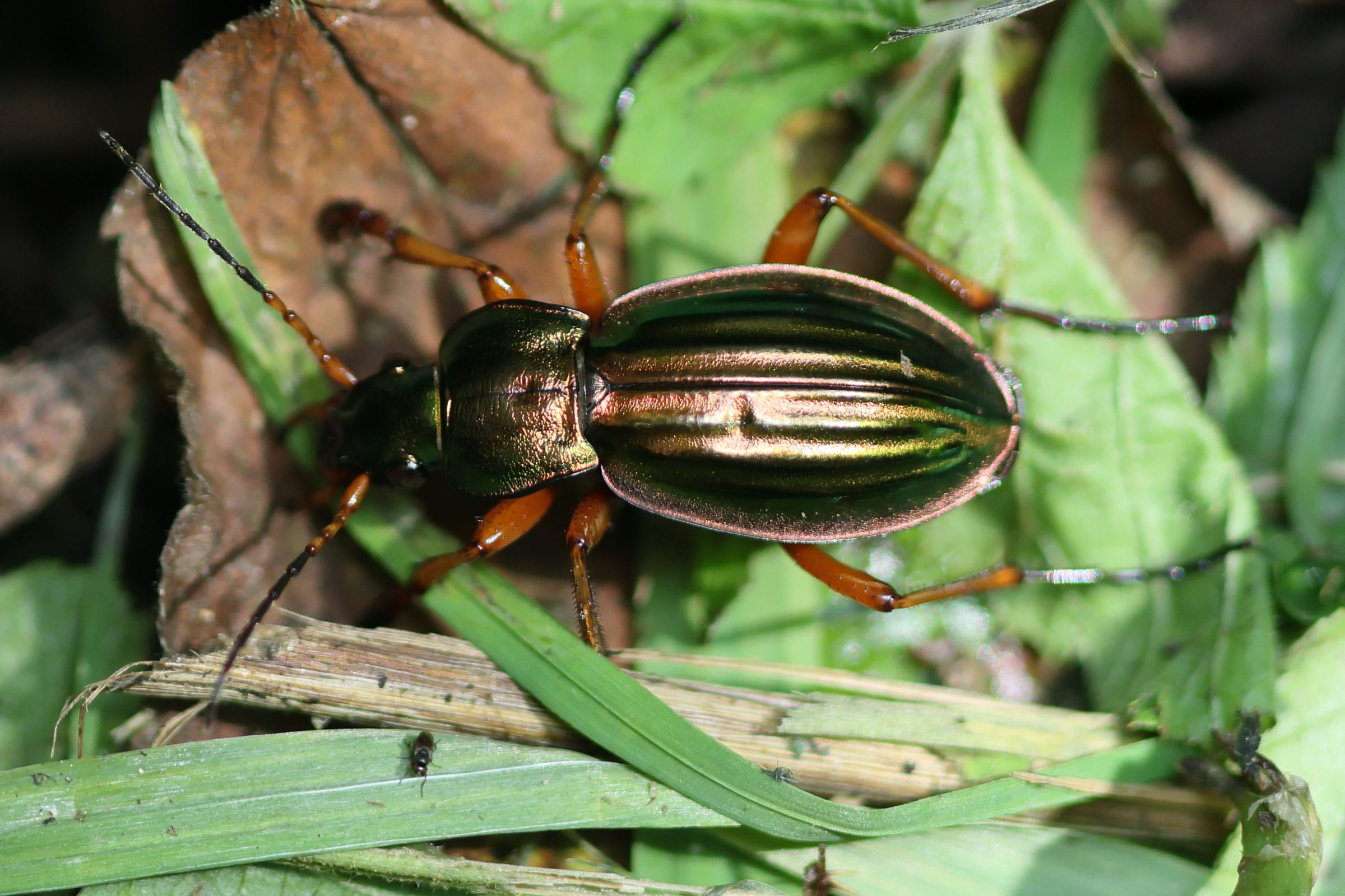 carabus_auratus2bd
