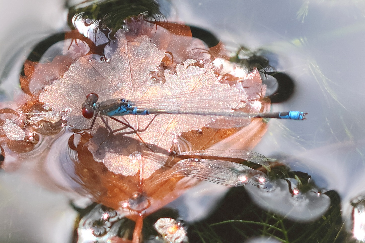 erythromma_viridulum1bd