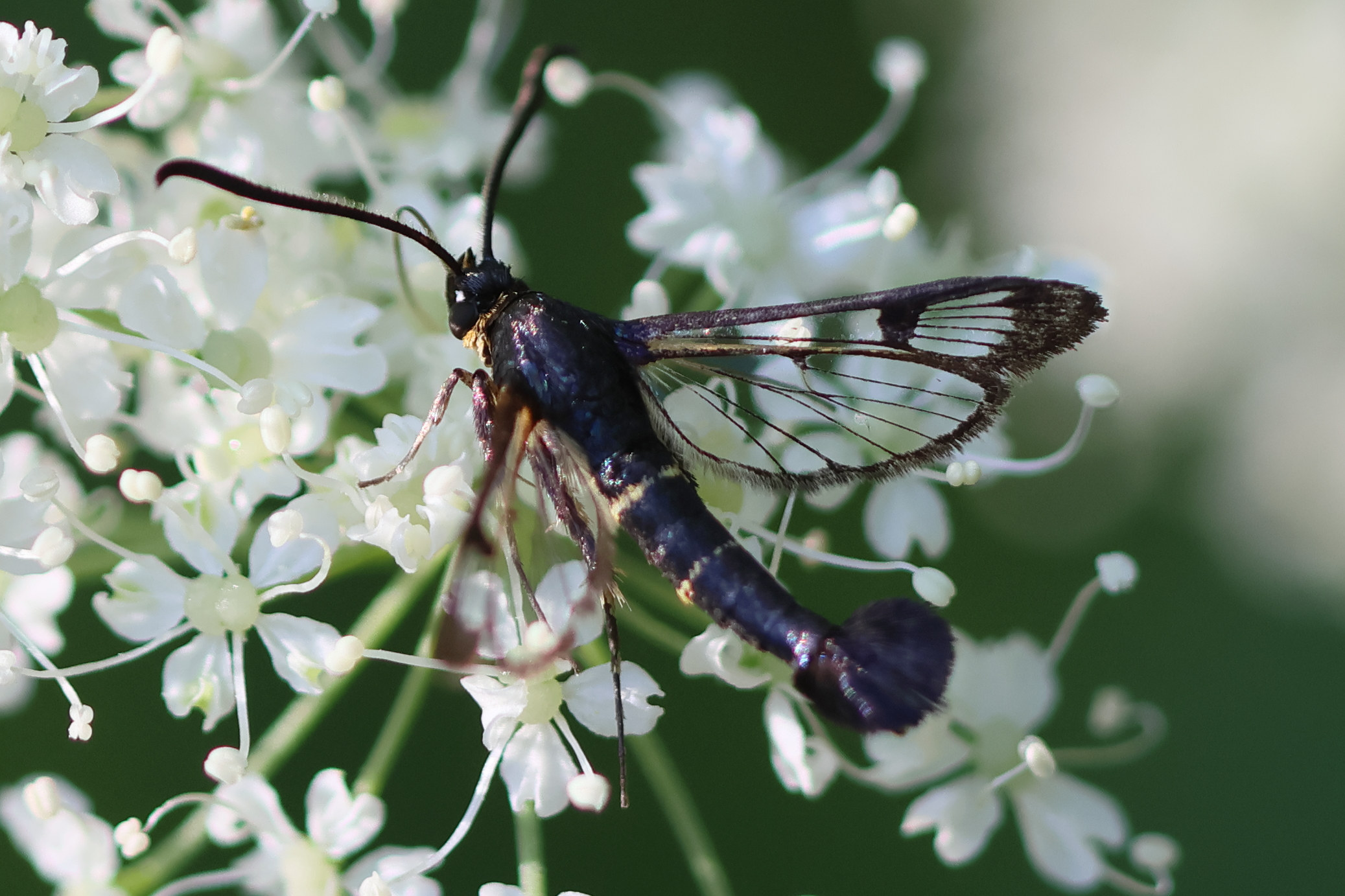 synanthedon_tipuliformis4bd