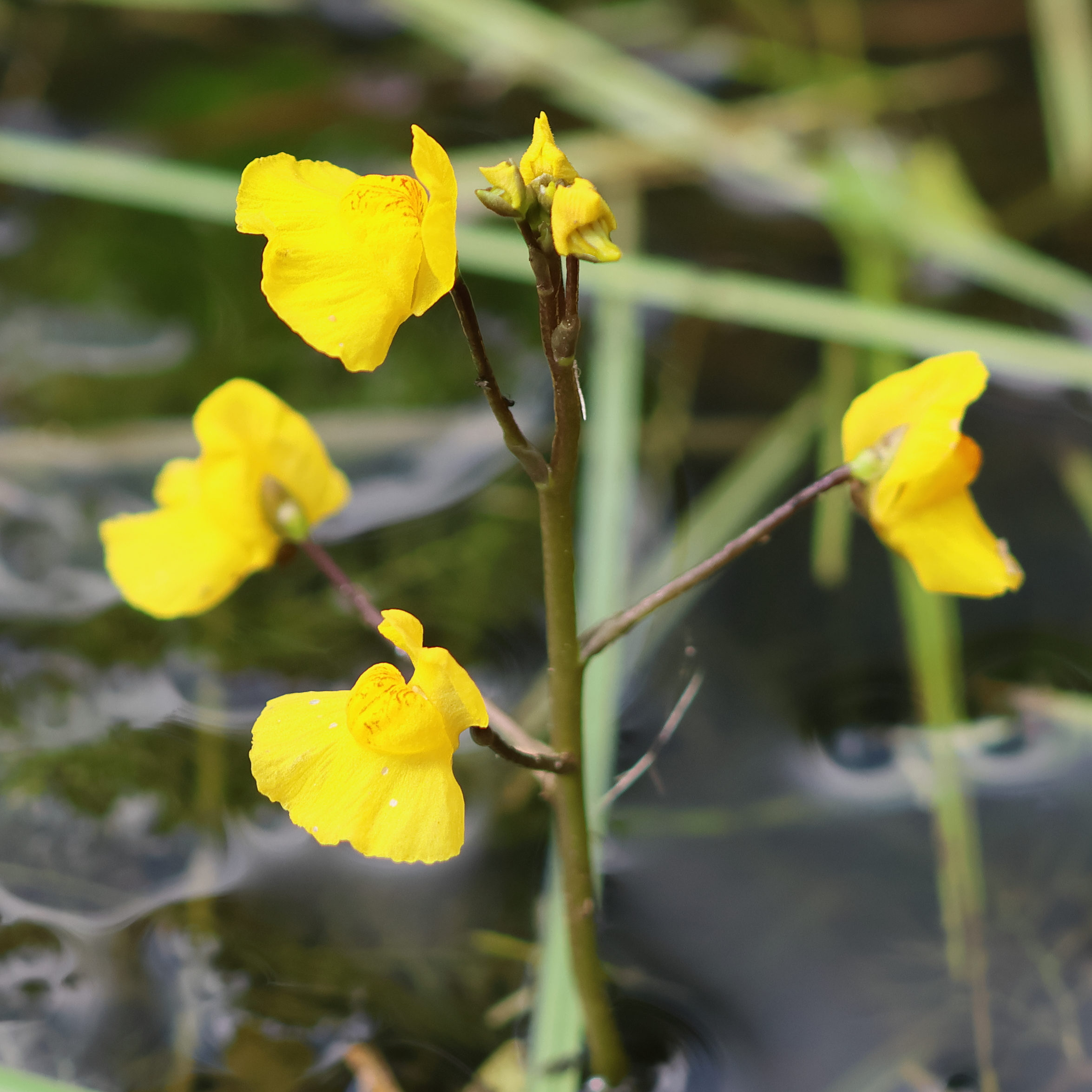 utricularia_australis5bd