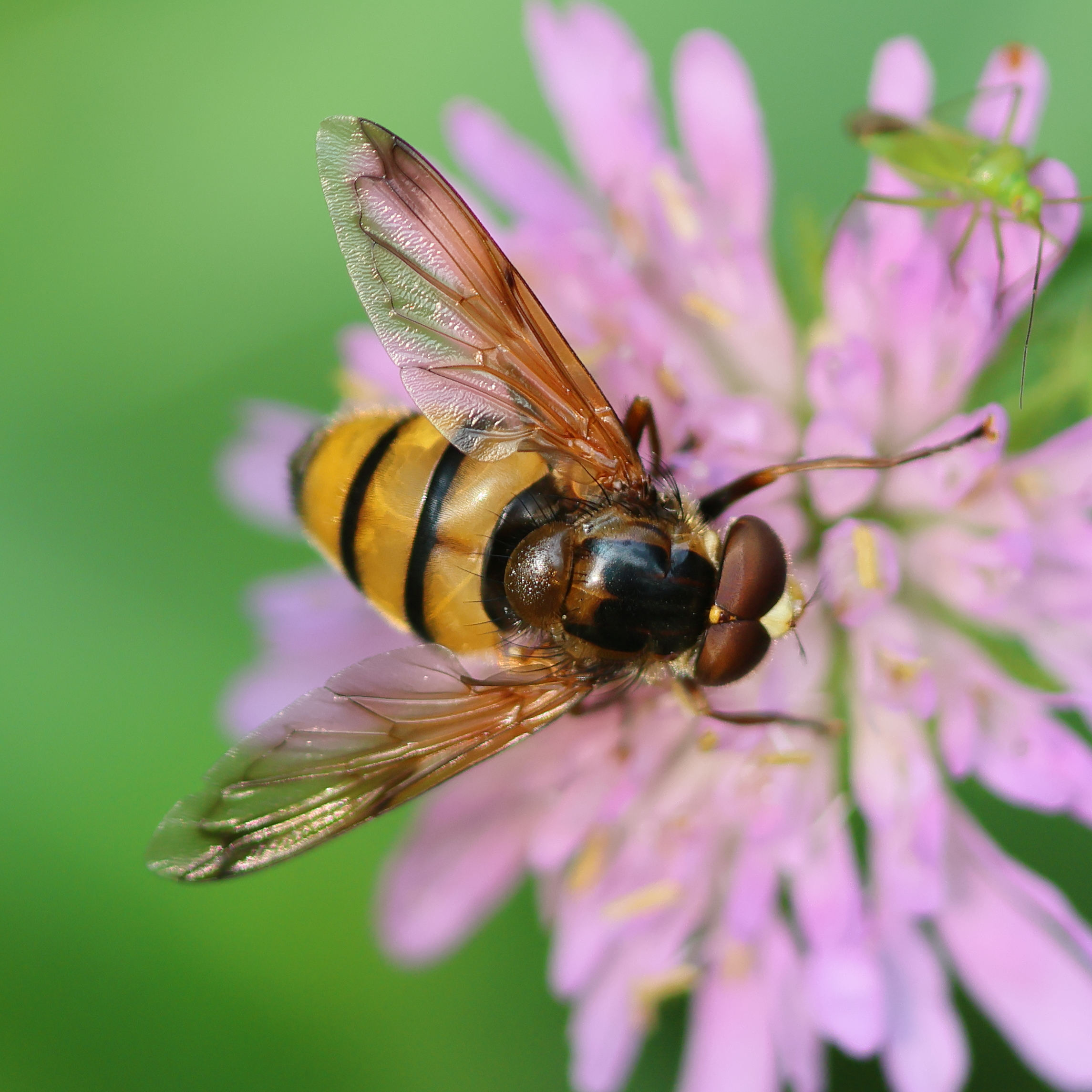 volucella_inanis3bd
