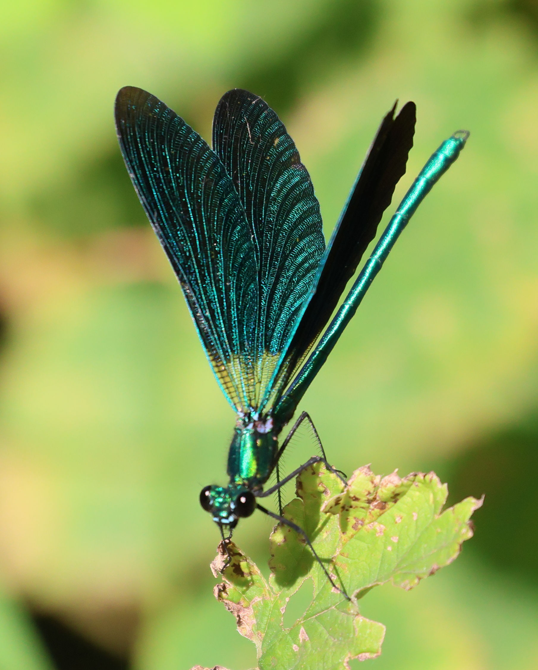 calopteryx_virgo_meridionalis6bd