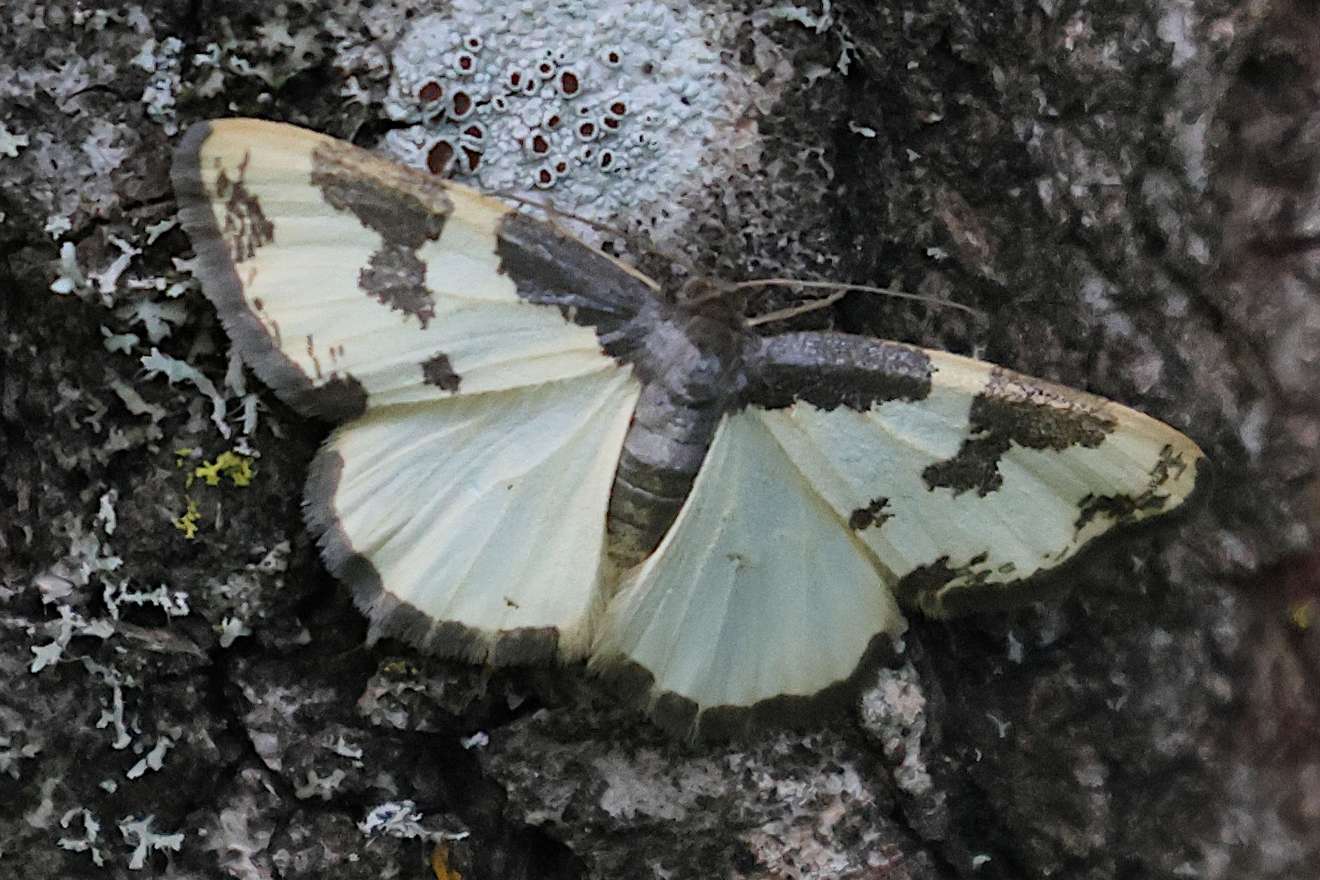 lomaspilis_marginata3bd