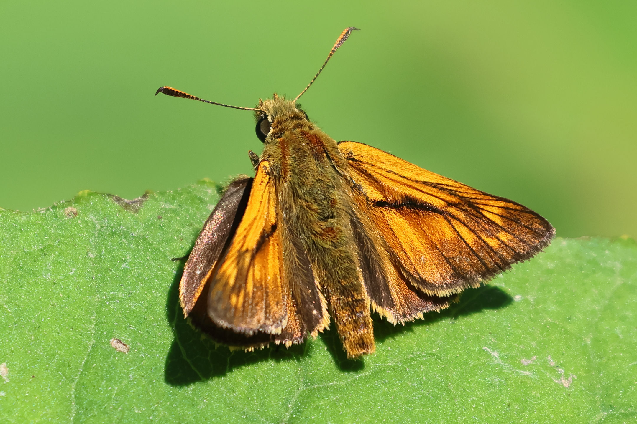 ochlodes_sylvanus5bd