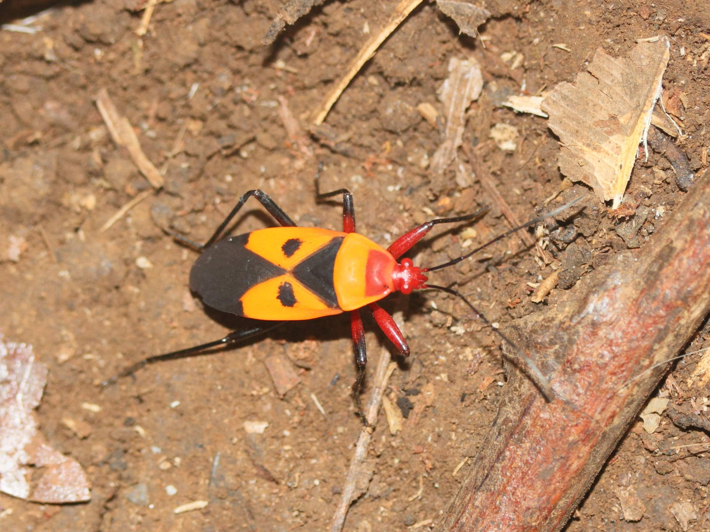 antilochus_bipunctatus1md