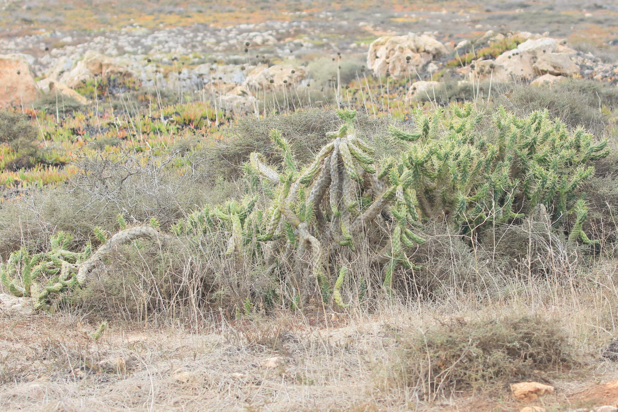 austrocylindropuntia_cylindrica7md