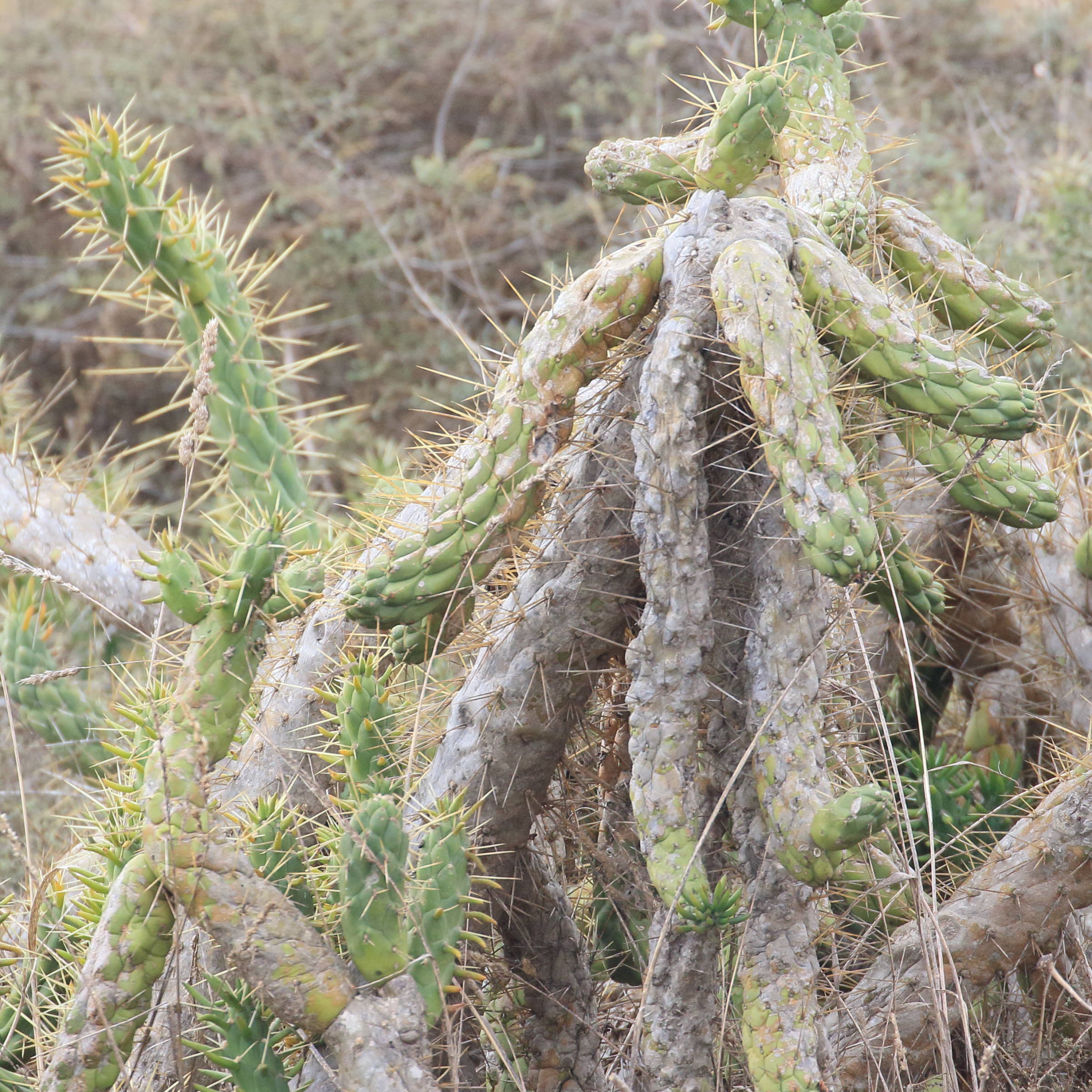 austrocylindropuntia_cylindrica8md