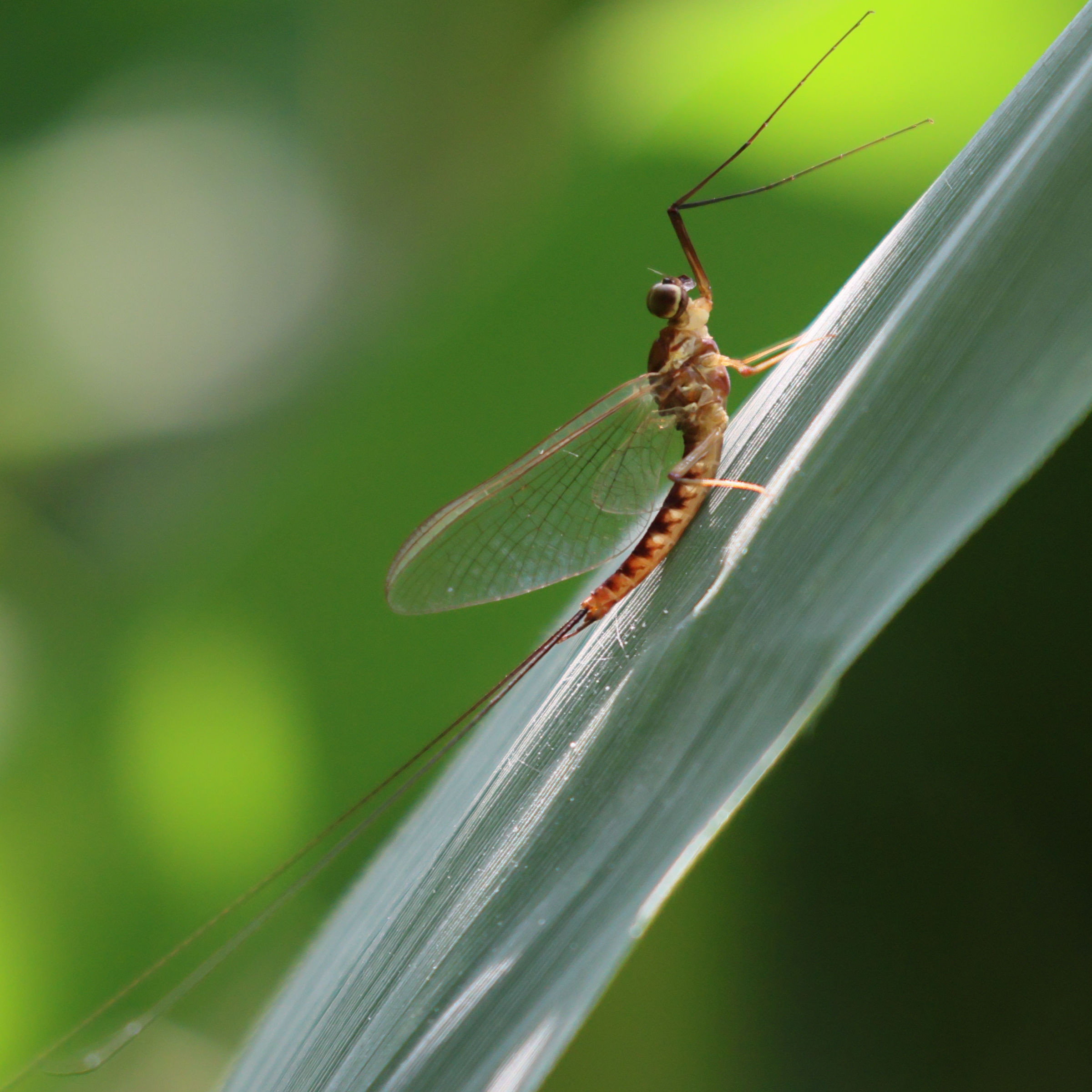 ecdyonurus_dispar1bd