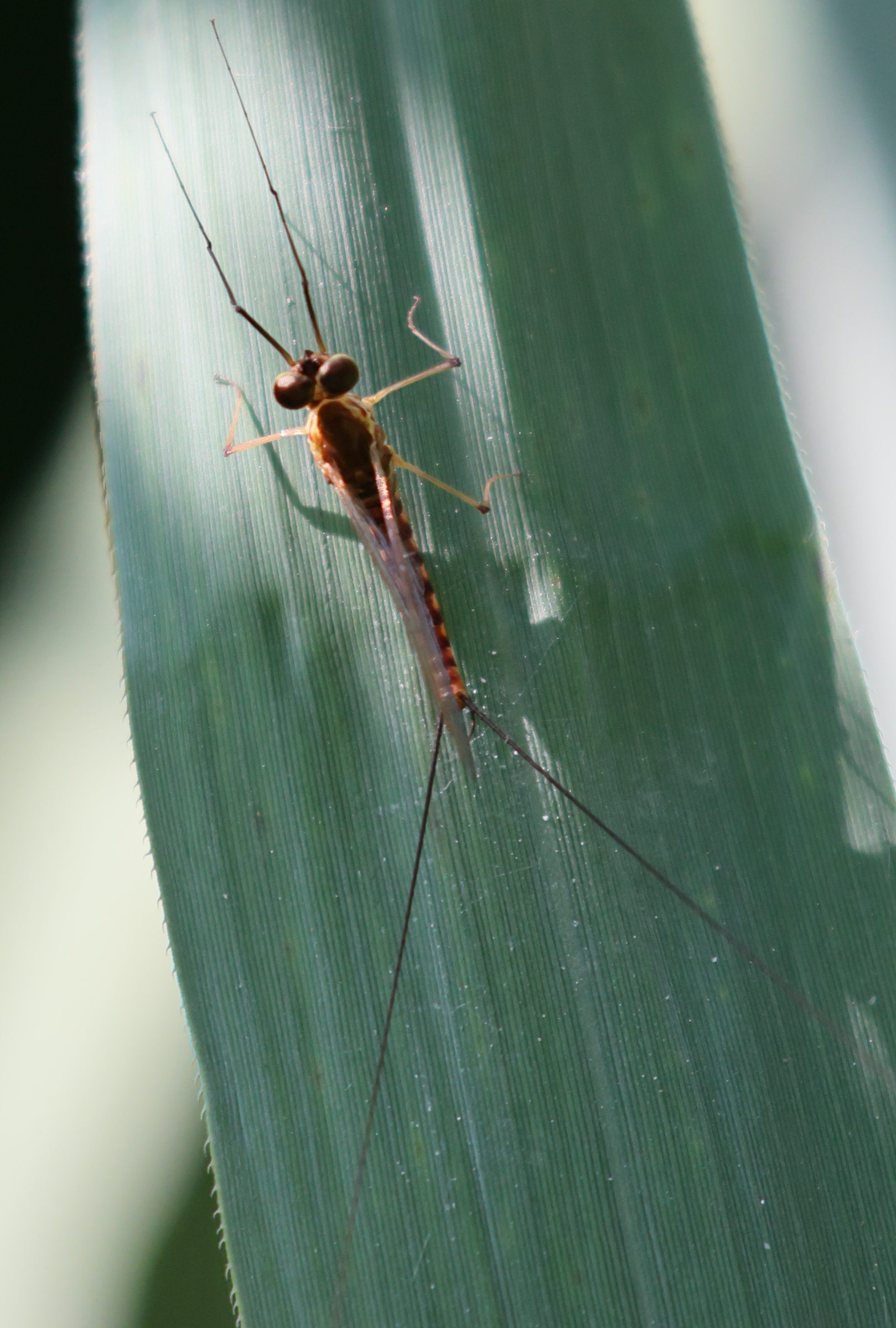 ecdyonurus_dispar2bd