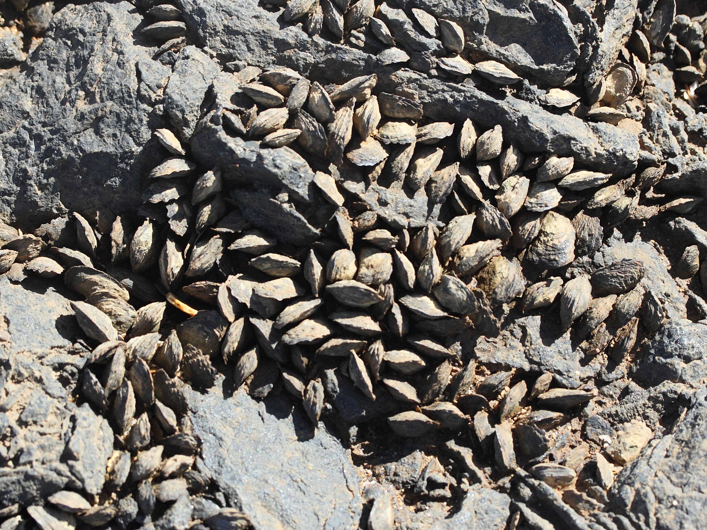 isognomon_nucleus1md