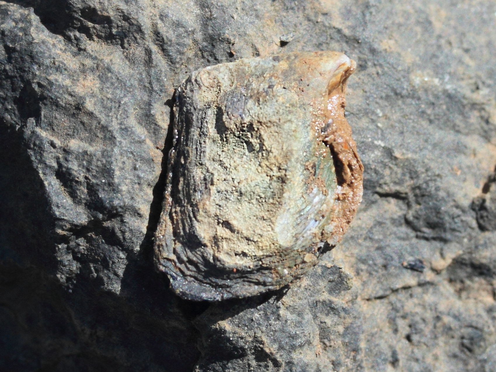 isognomon_nucleus2md