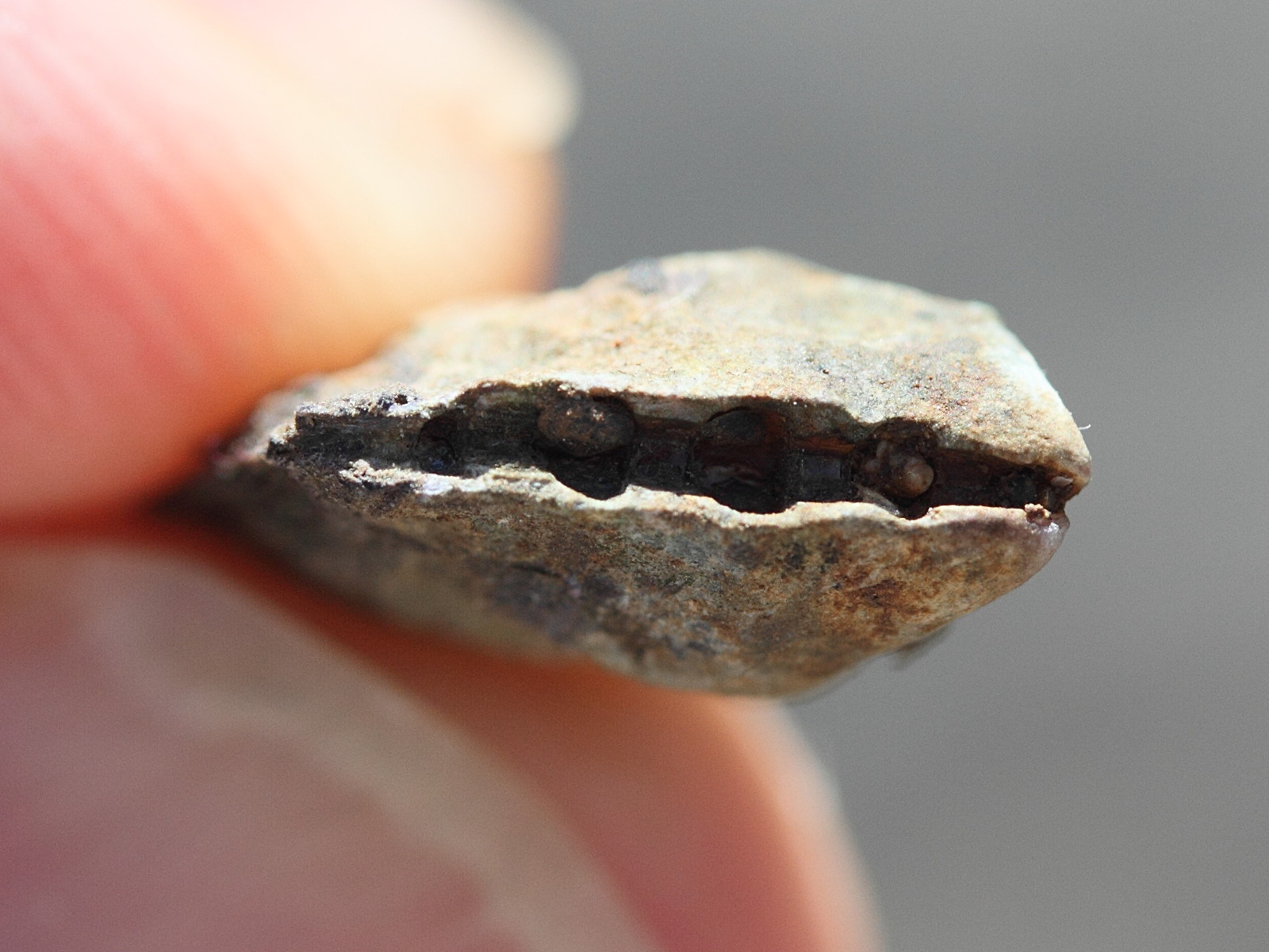 isognomon_nucleus3md