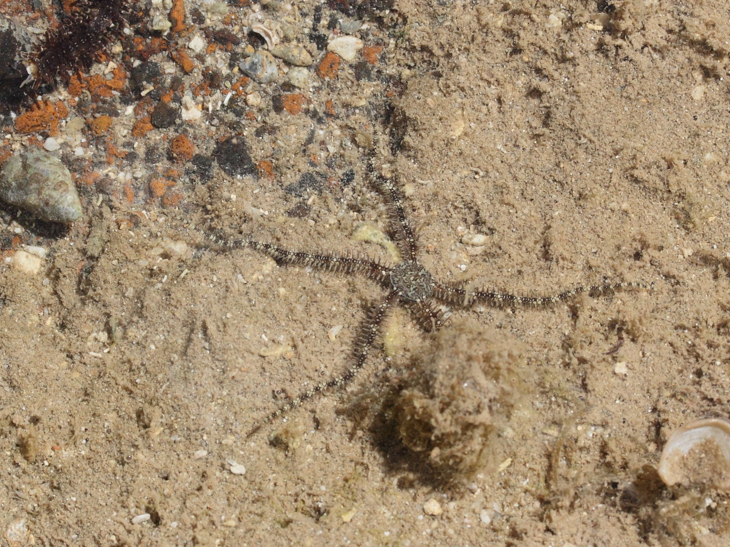 ophiocoma_scolopendrina4md