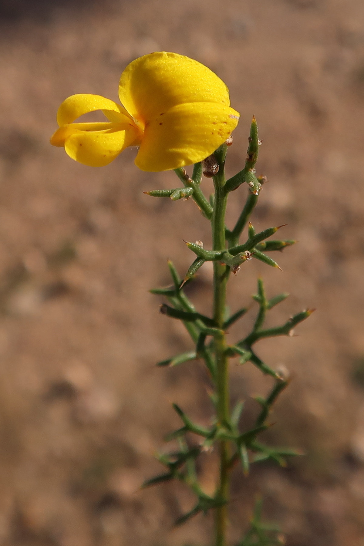 Afficher le média stauracanthus_genistoides1md stauracanthus_genistoides1md