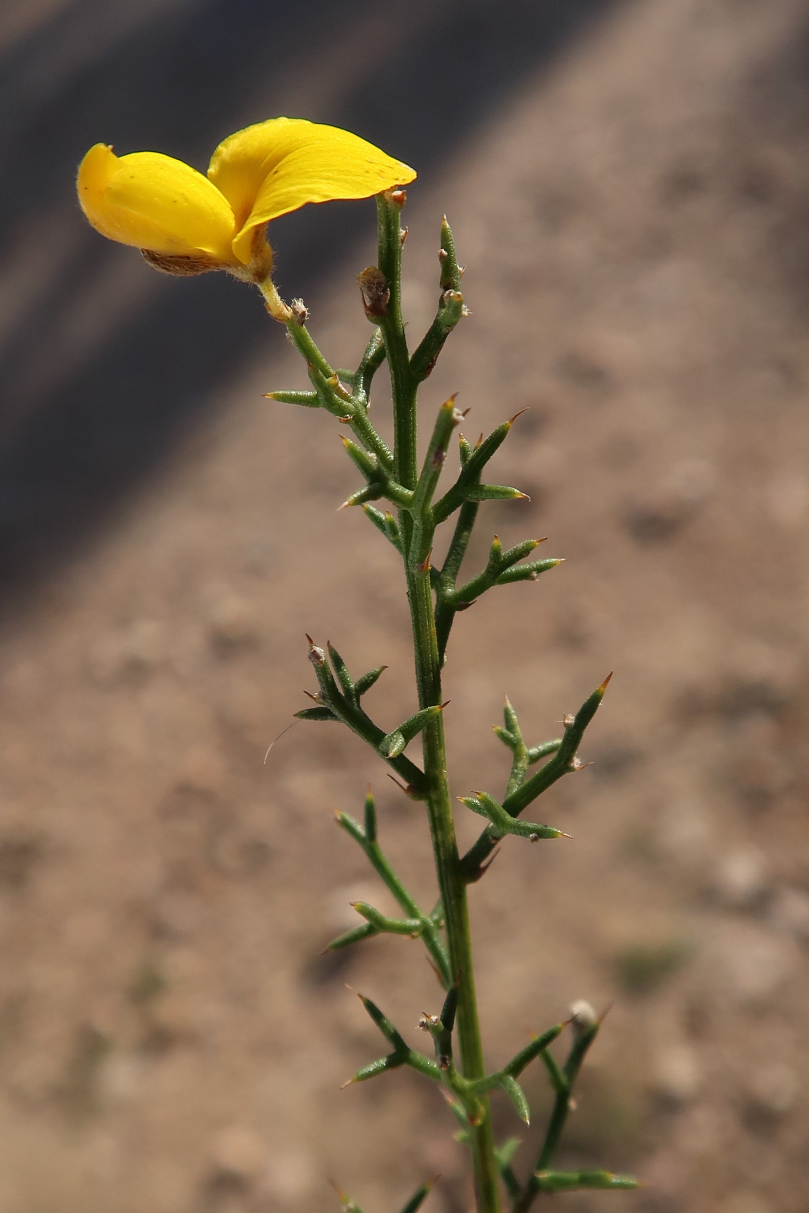 Afficher le média stauracanthus_genistoides2md stauracanthus_genistoides2md