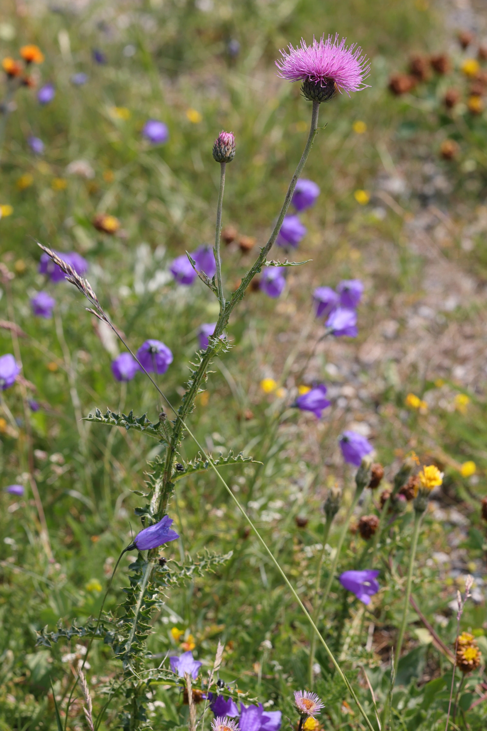 Afficher le média carduus_defloratus1bmd carduus_defloratus1bmd