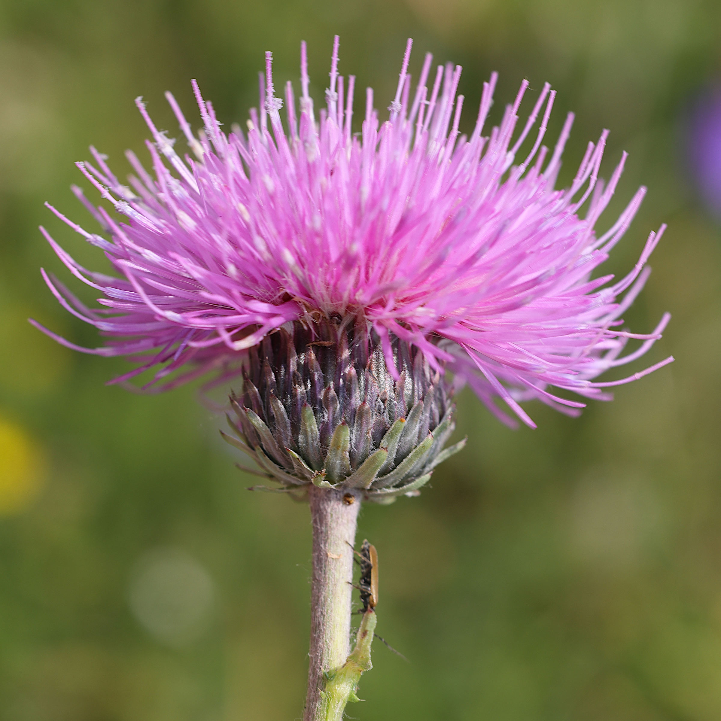 Afficher le média carduus_defloratus5md carduus_defloratus5md