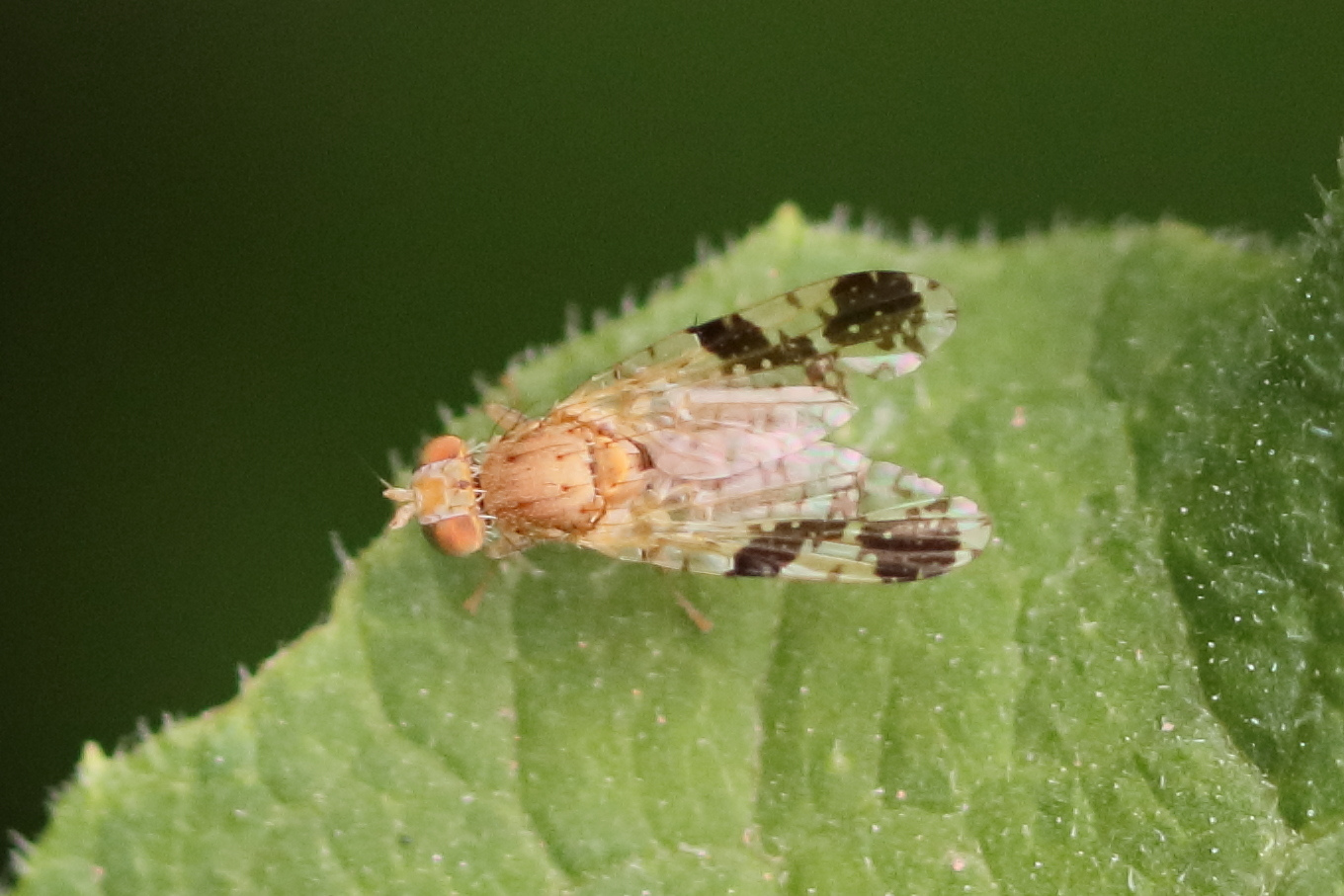 tephritis_bardanae1bd