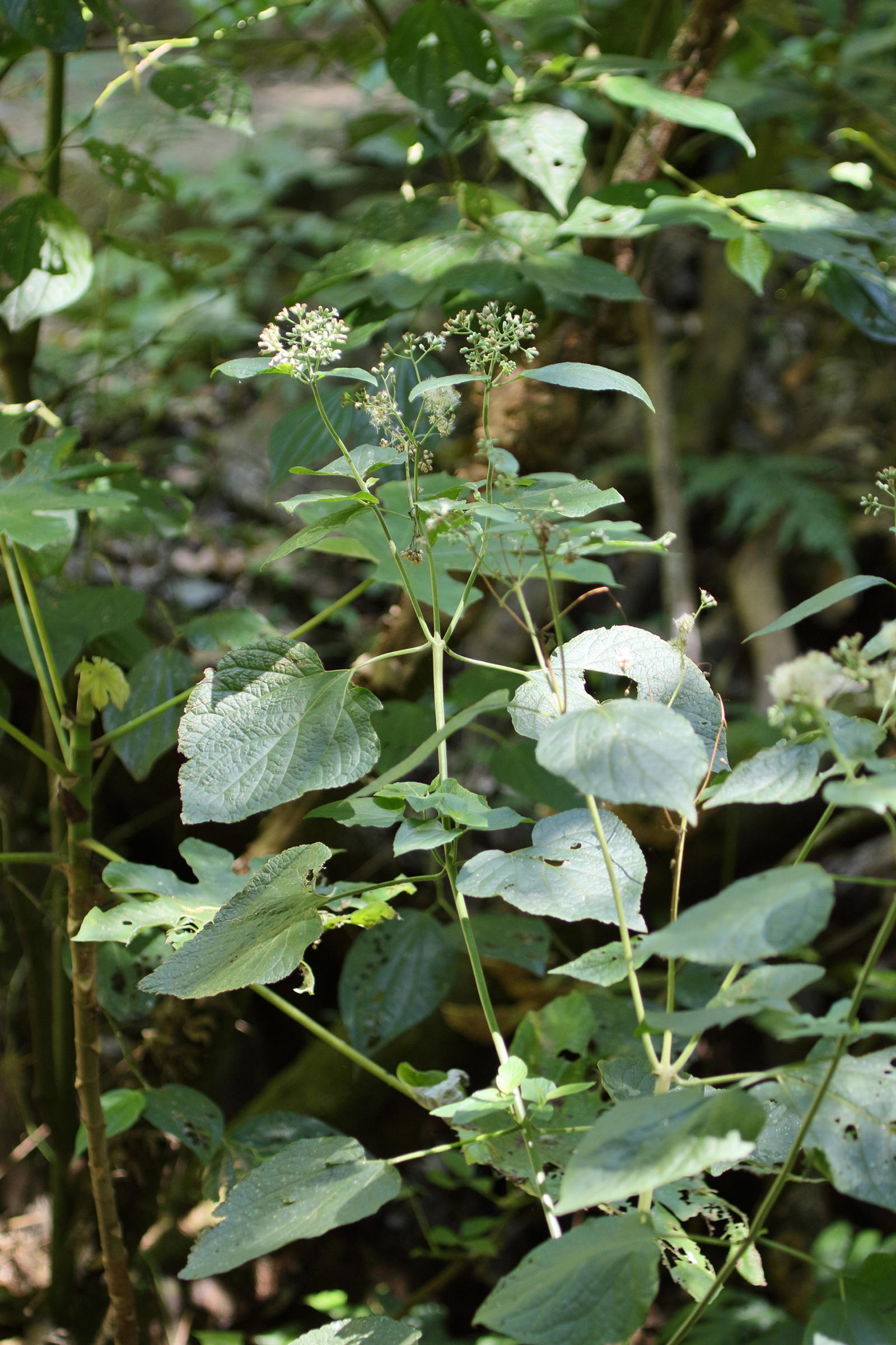 Afficher le média hebeclinium_macrophyllum1md hebeclinium_macrophyllum1md