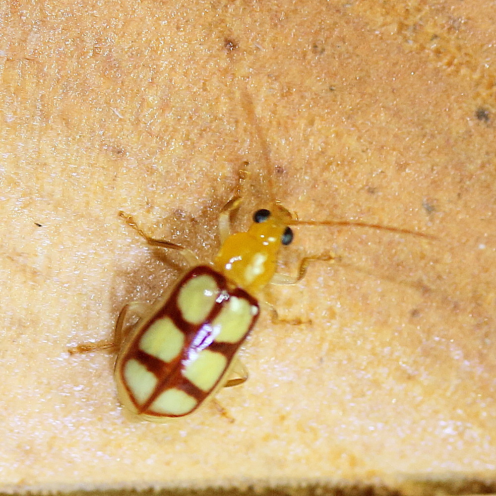 paranapiacaba_dorsoplagiata1md