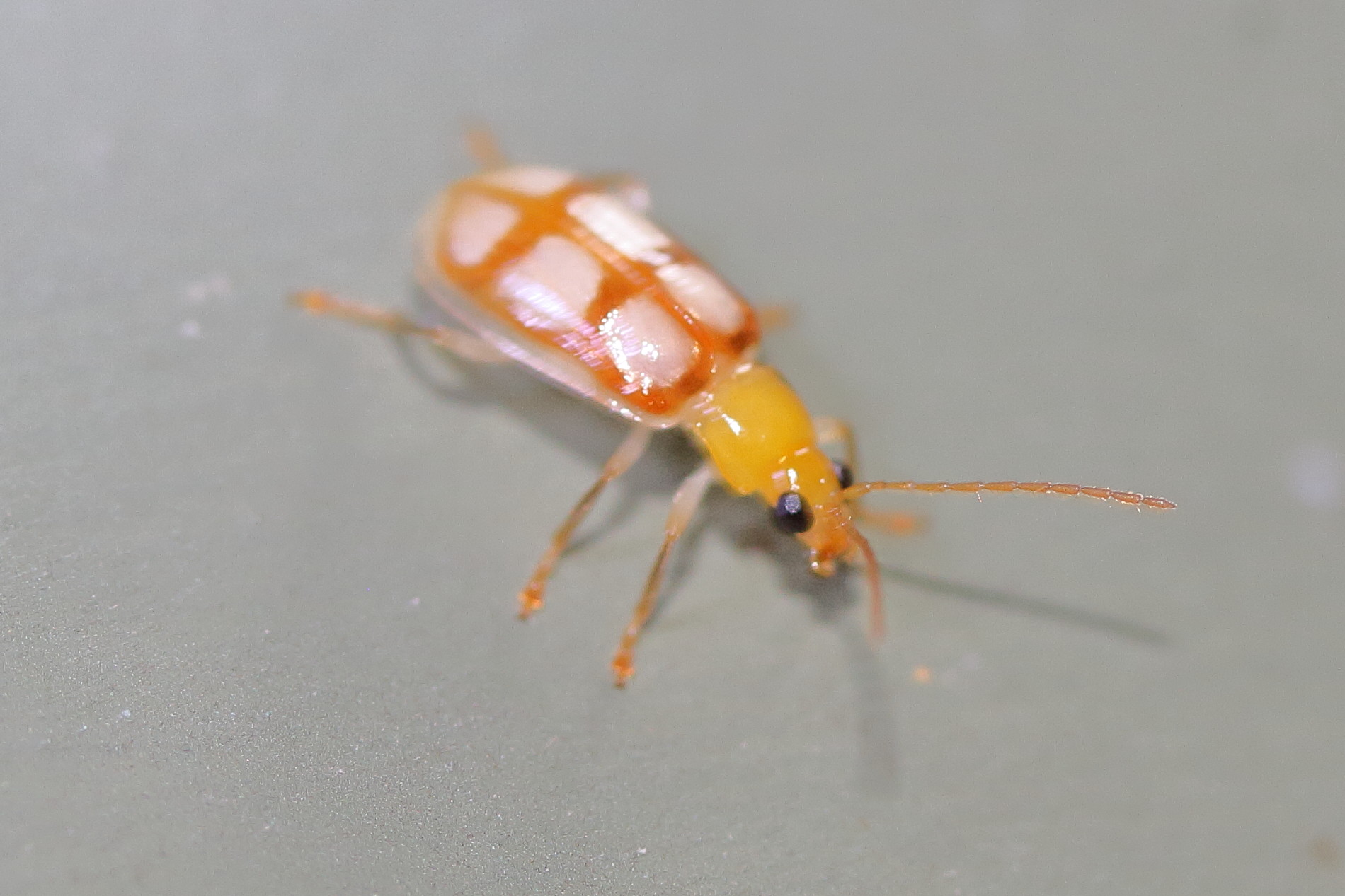 paranapiacaba_dorsoplagiata2md