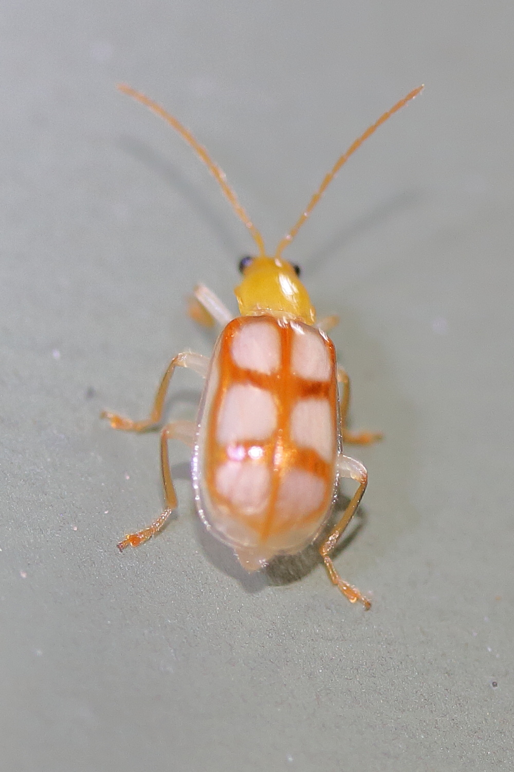 paranapiacaba_dorsoplagiata3md