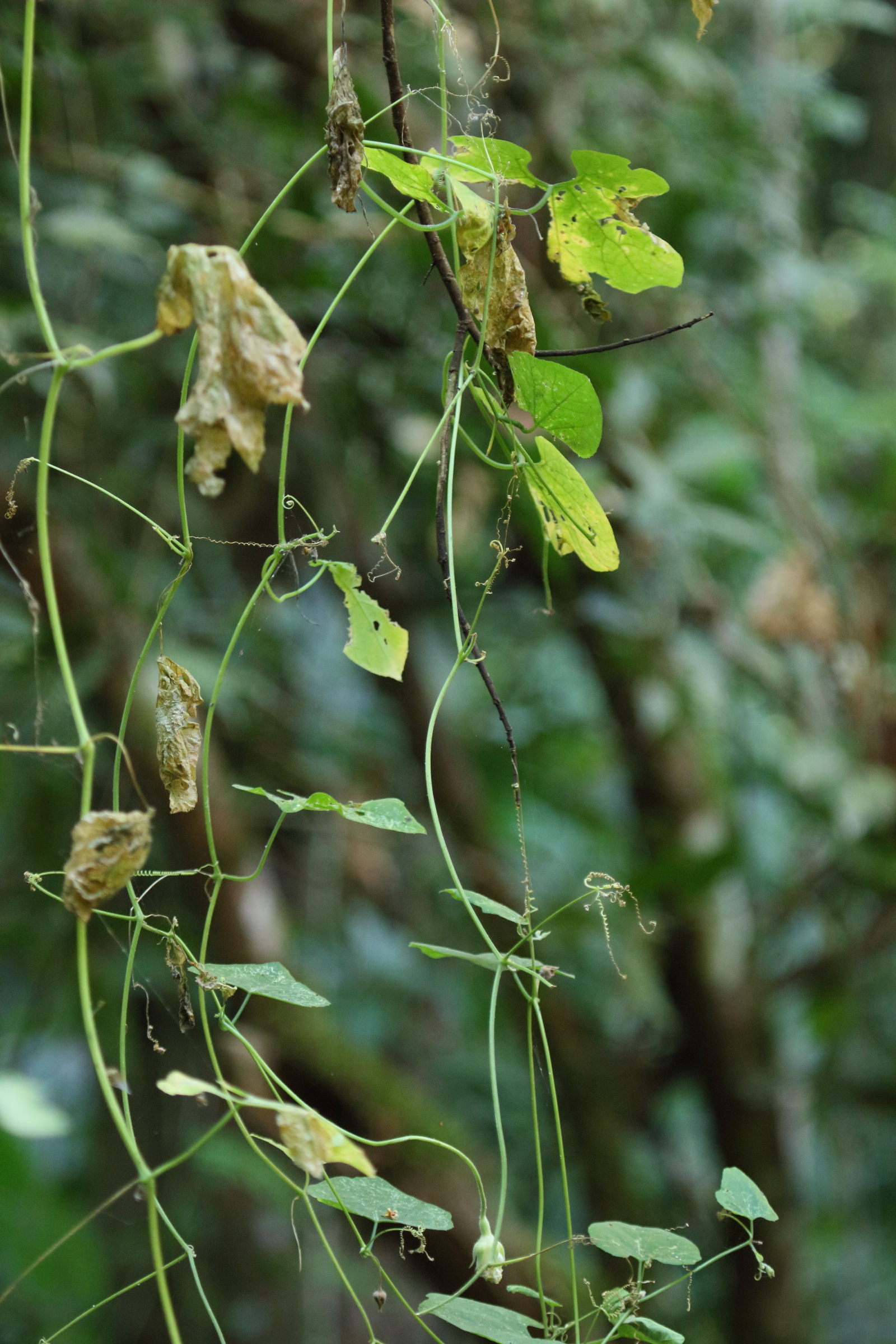 polyclathra_cucumerina1md