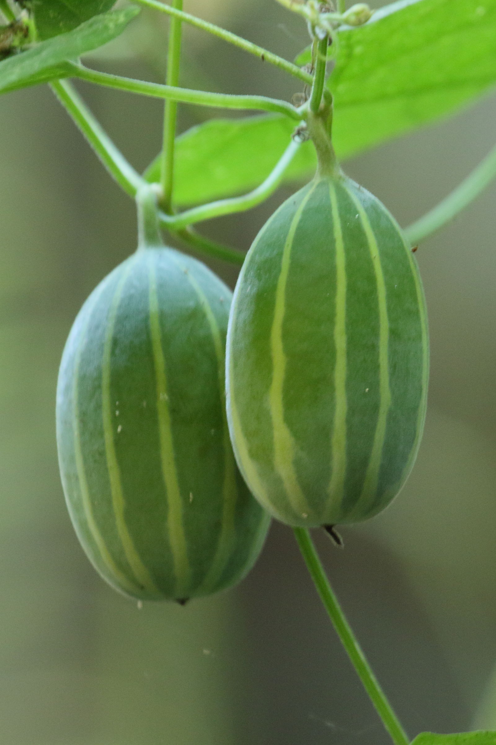 polyclathra_cucumerina2md