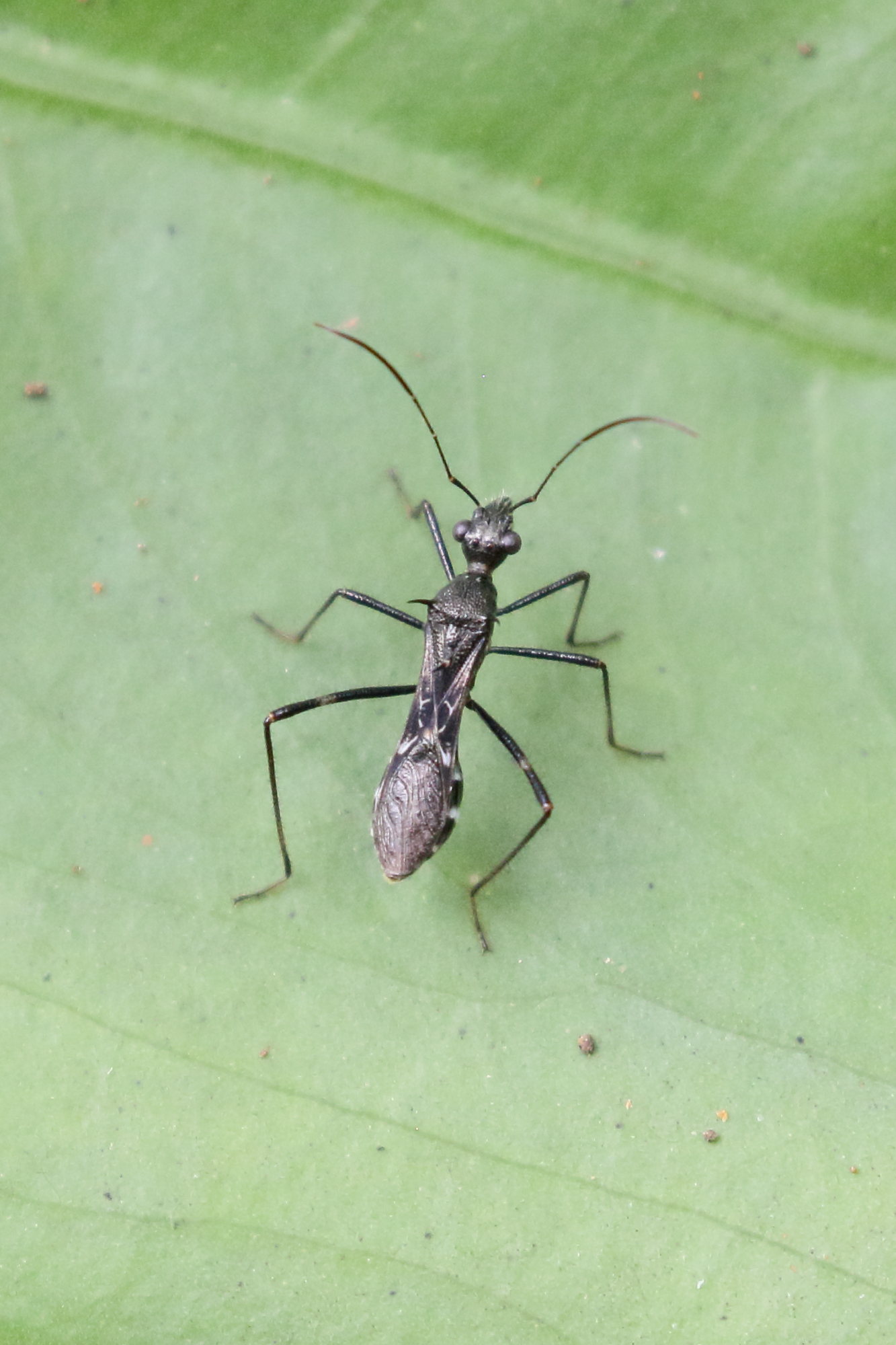 trachelium_tessellatum1bd