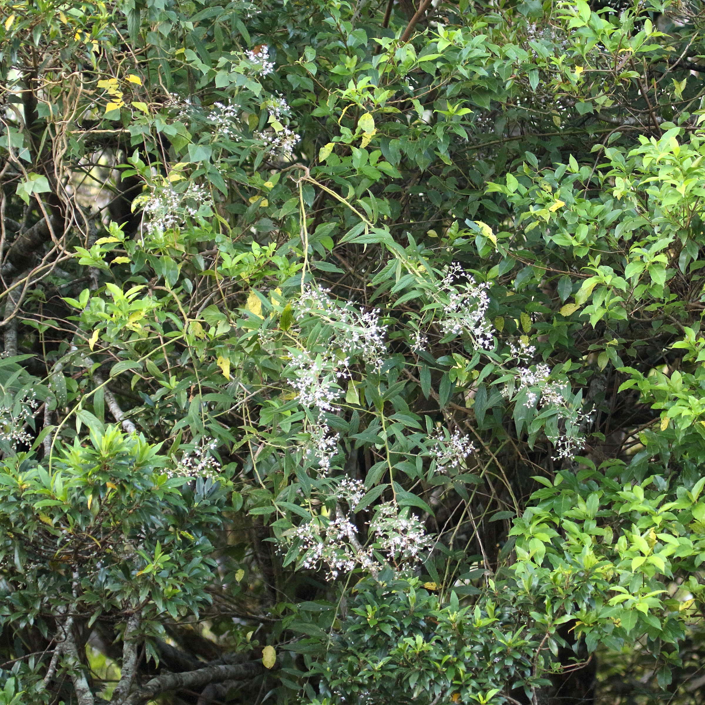 vernonanthura_patens1md