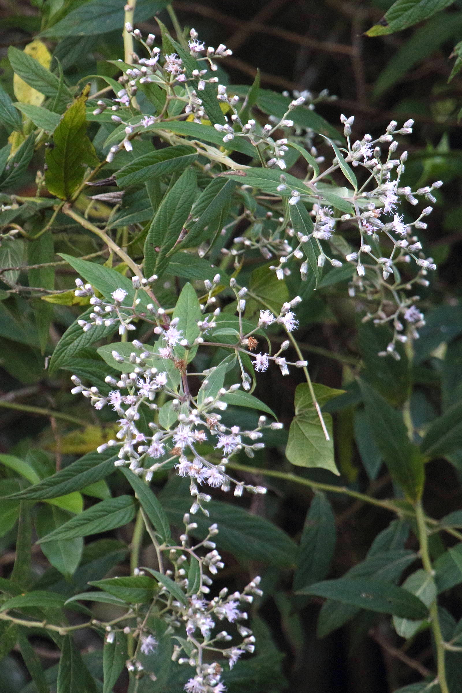 vernonanthura_patens2md