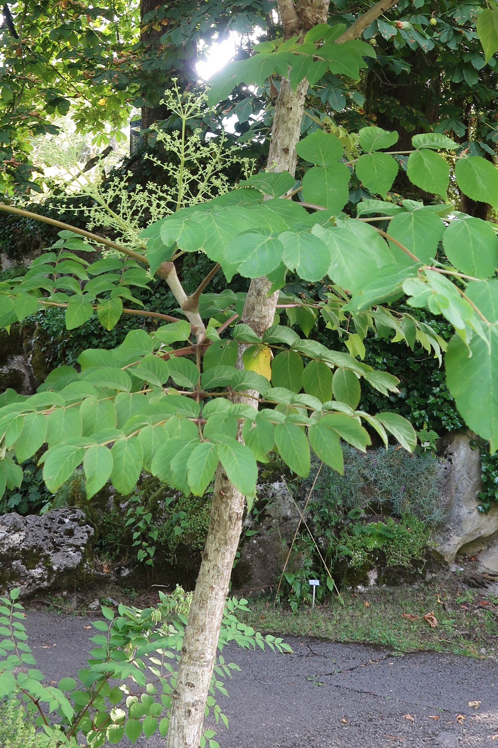 aralia_spinosa2md