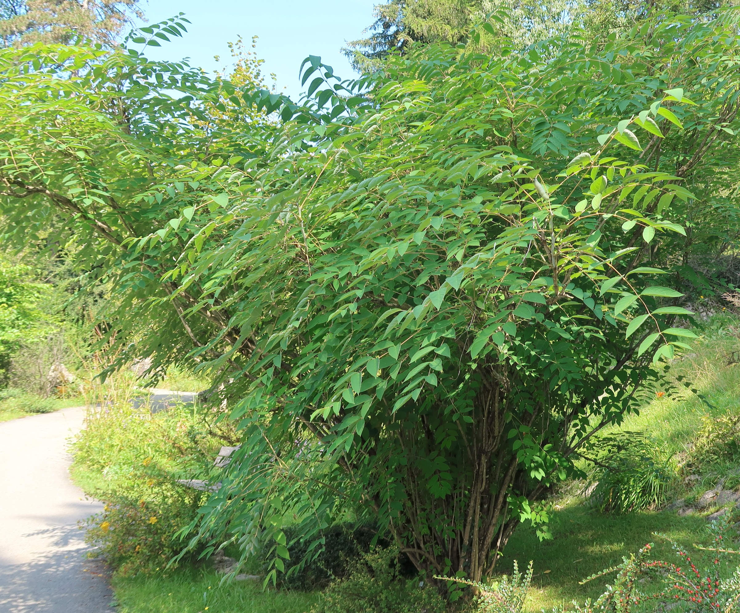 decaisnea_fargesii5md