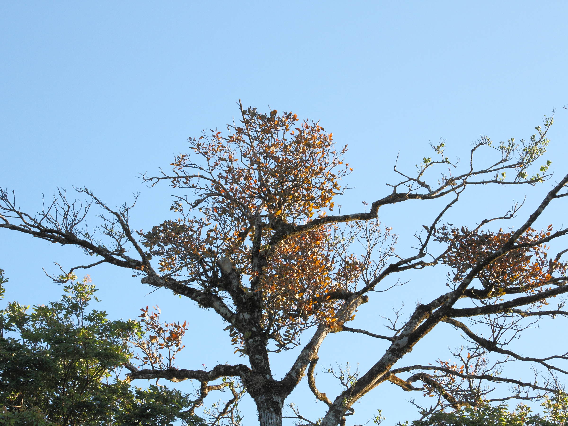 phoradendron_quadrangulare2md