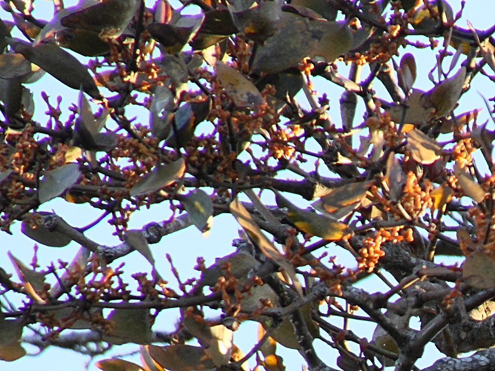 phoradendron_quadrangulare3md