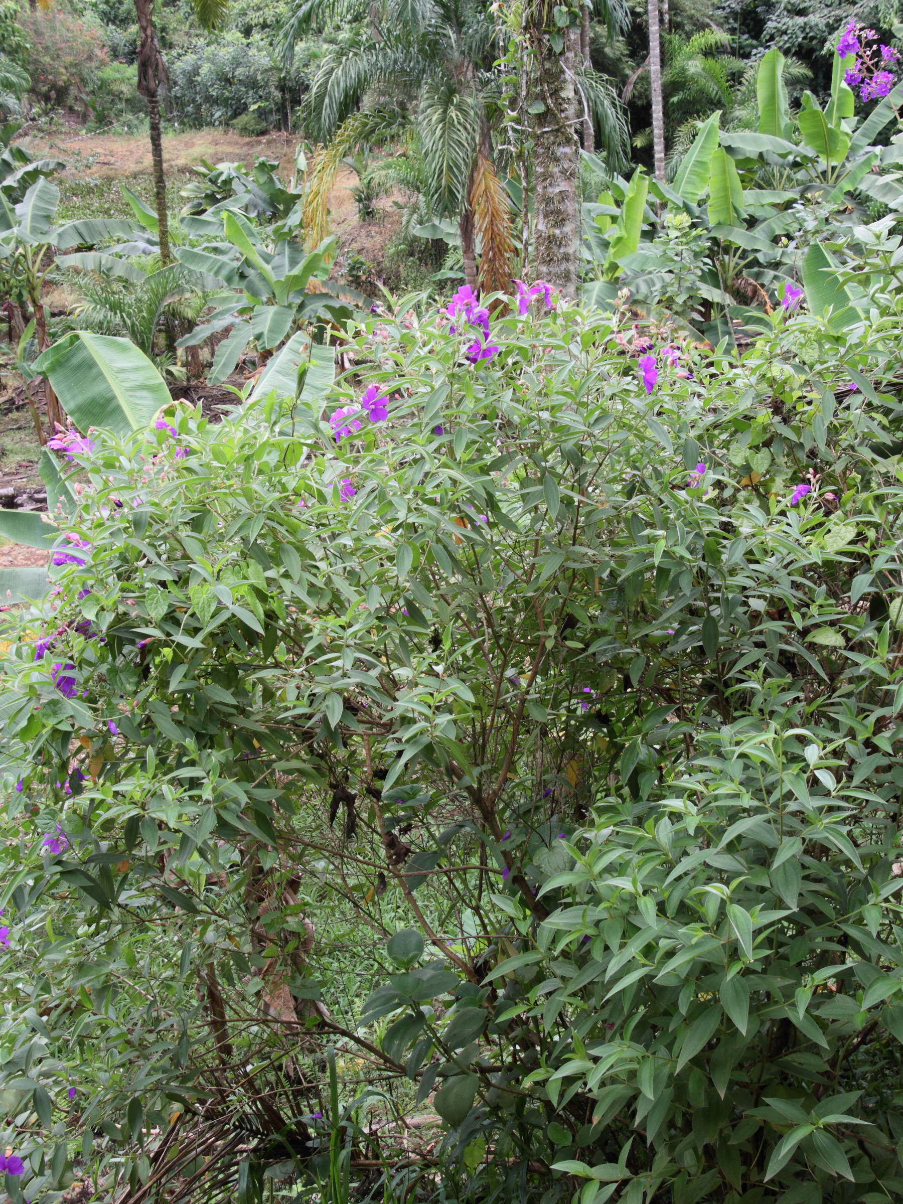 Afficher le média pleroma_heteromallum1md pleroma_heteromallum1md