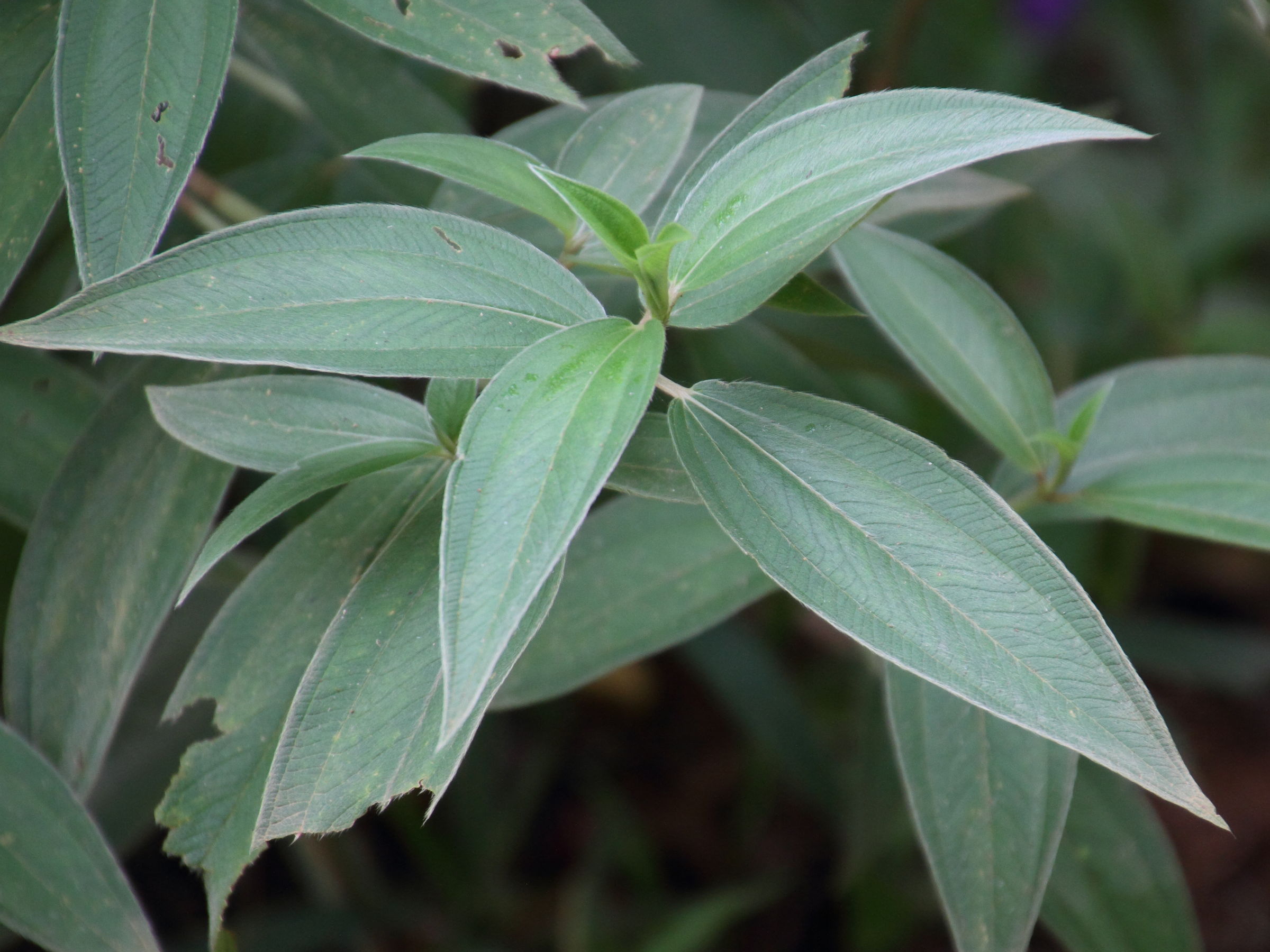 Afficher le média pleroma_heteromallum2md pleroma_heteromallum2md