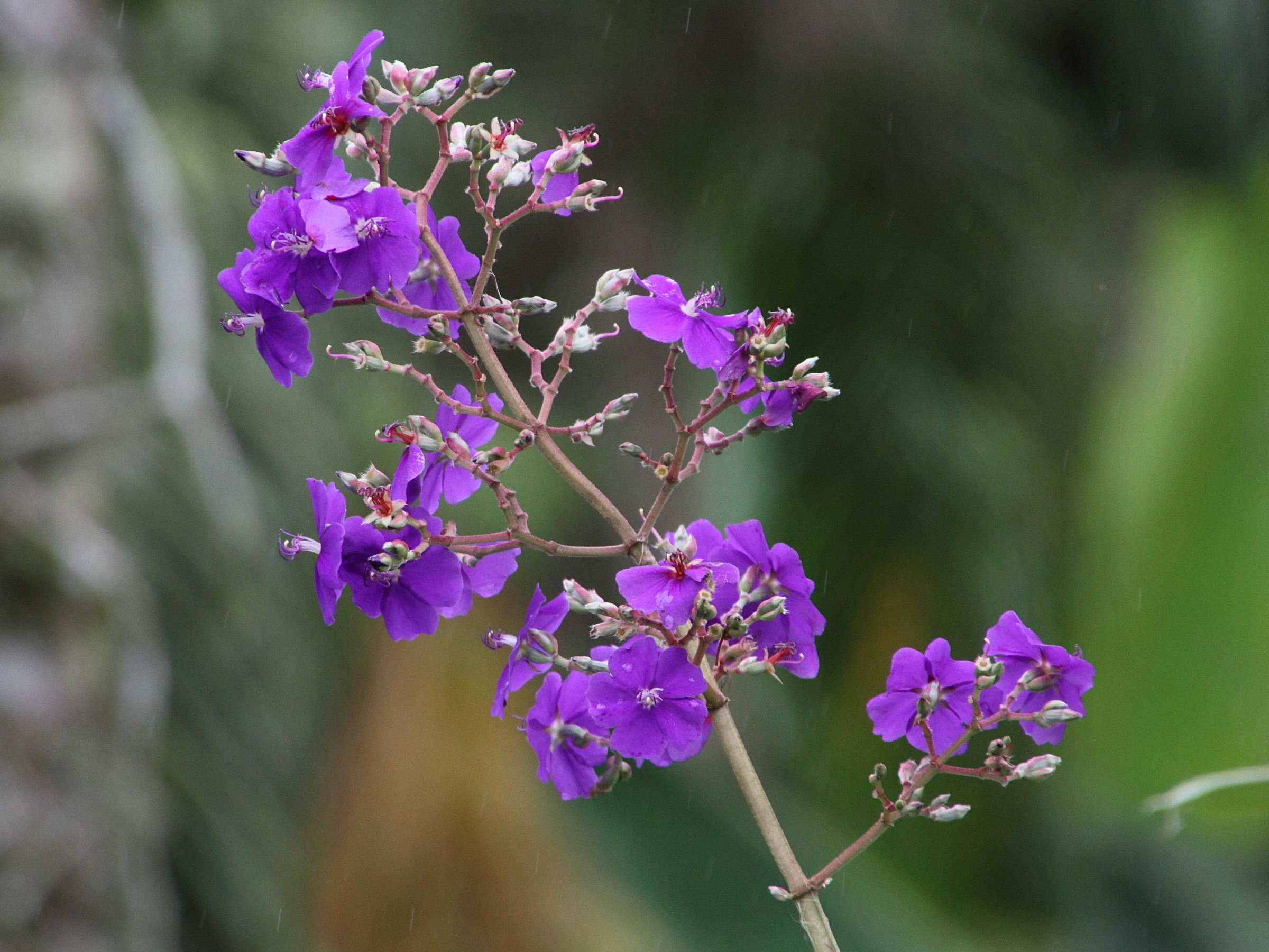 Afficher le média pleroma_heteromallum3md pleroma_heteromallum3md