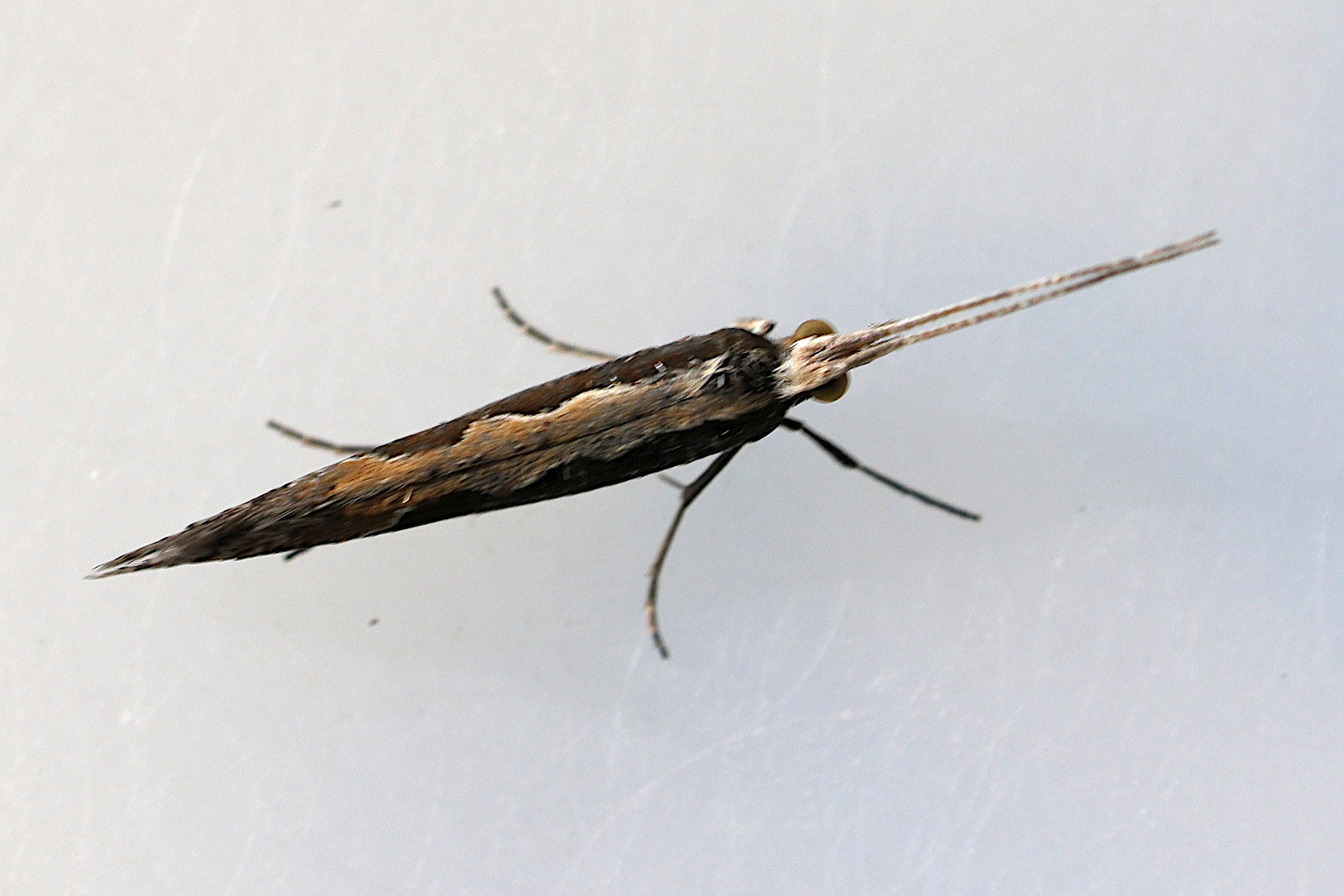 plutella_xylostella3md