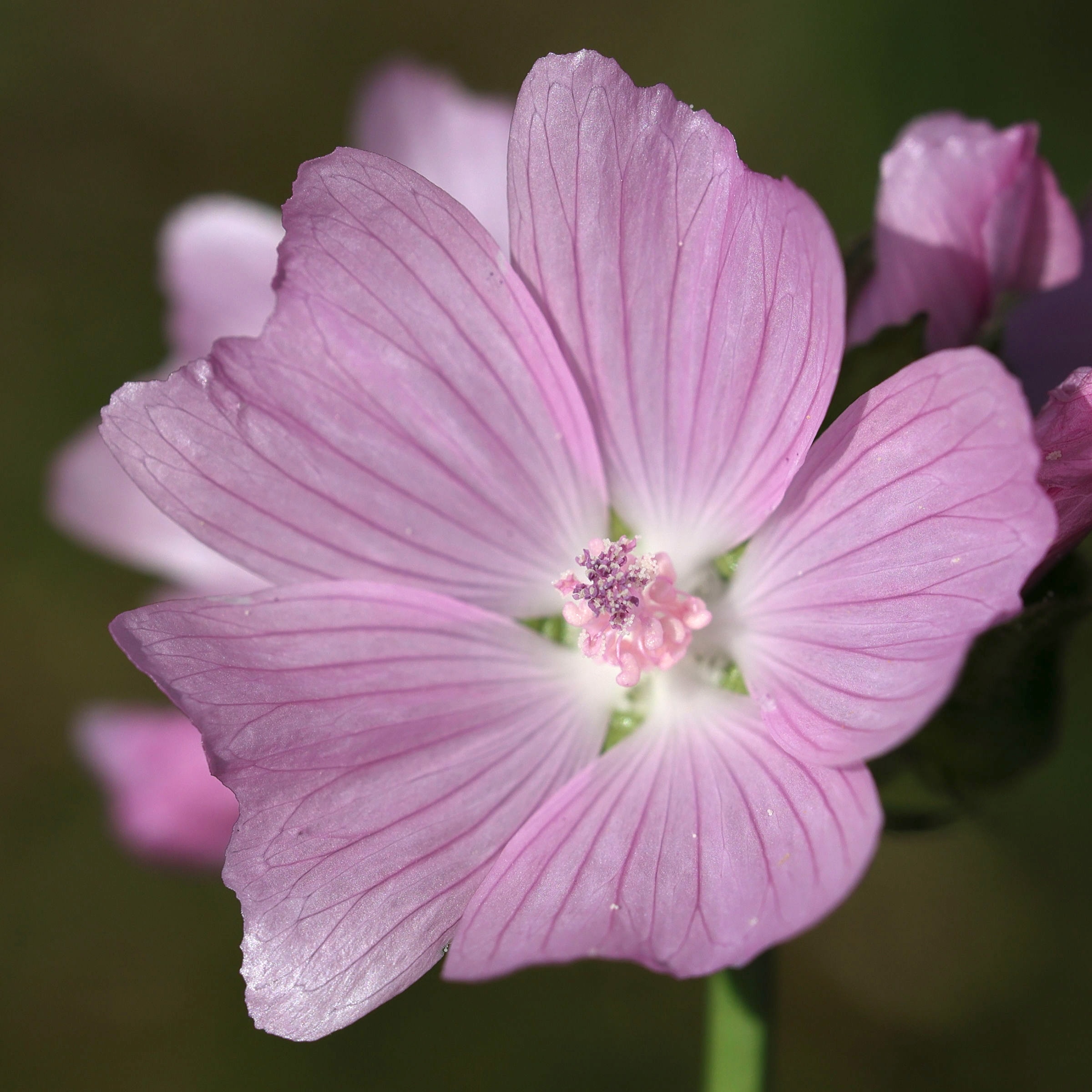 malva_moschata3md