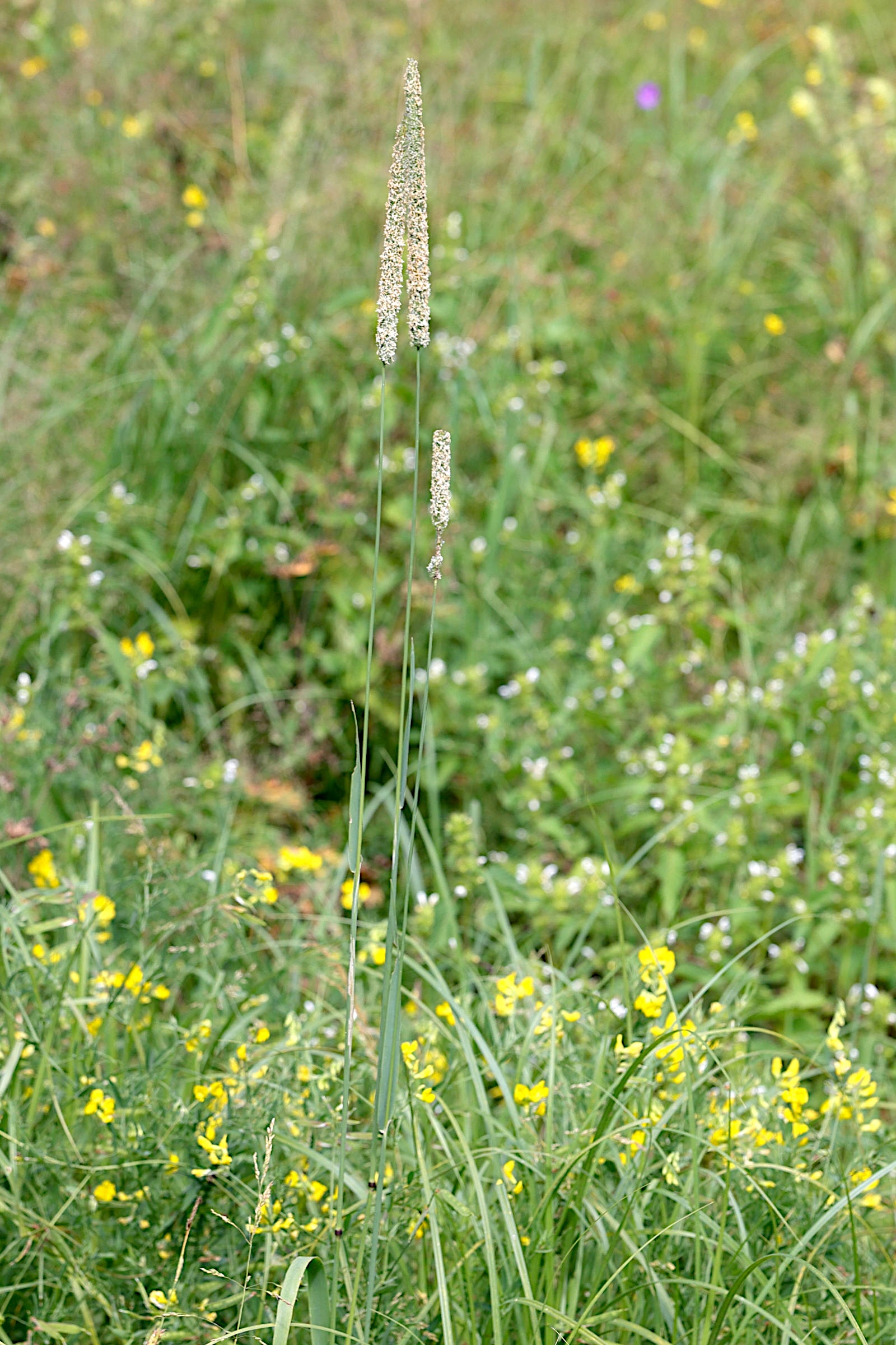 Afficher le média phleum_pratense3md phleum_pratense3md