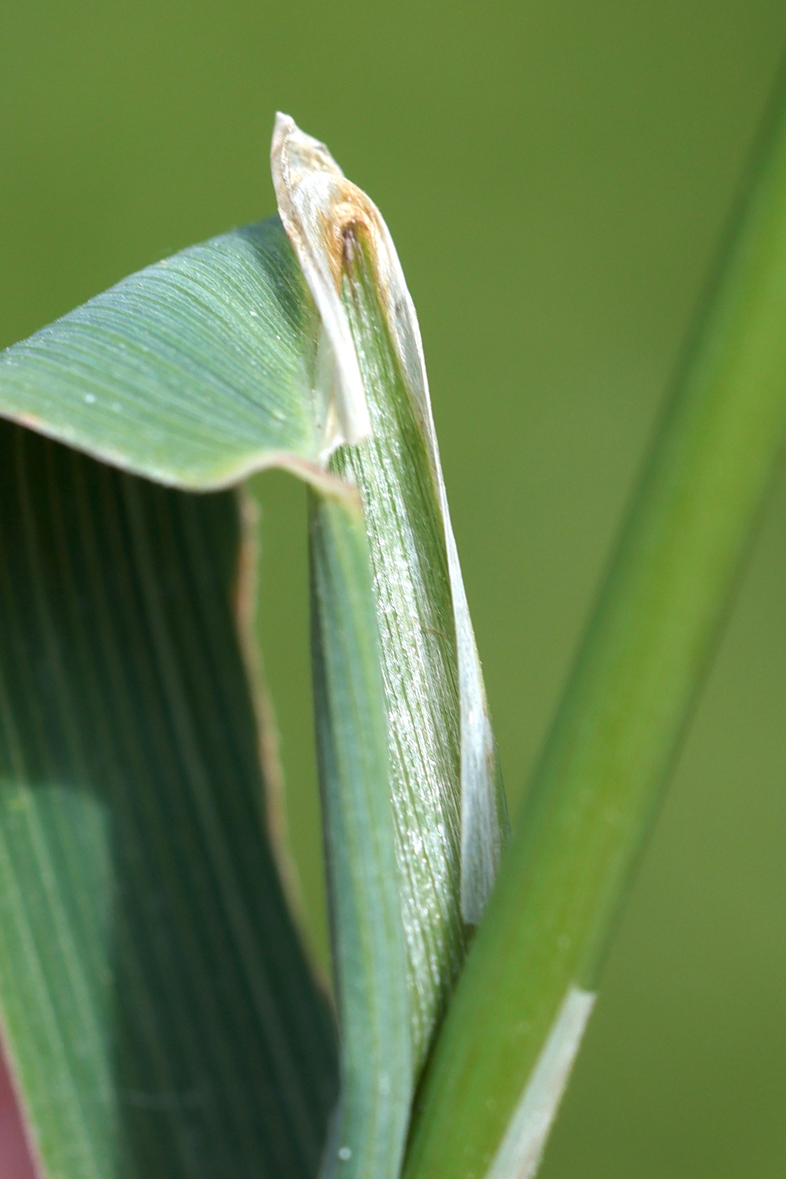 Afficher le média phleum_pratense4md phleum_pratense4md