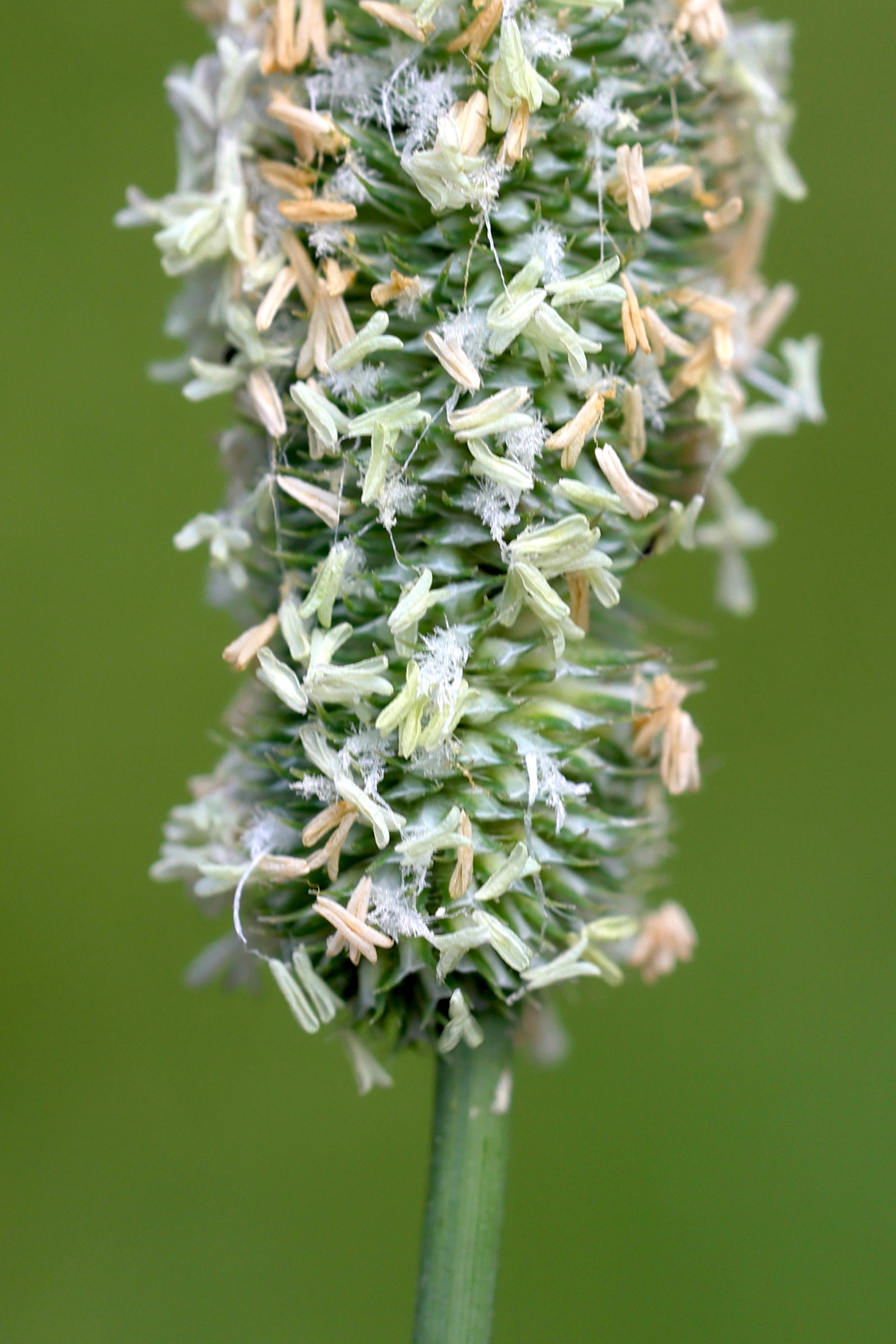 Afficher le média phleum_pratense5md phleum_pratense5md