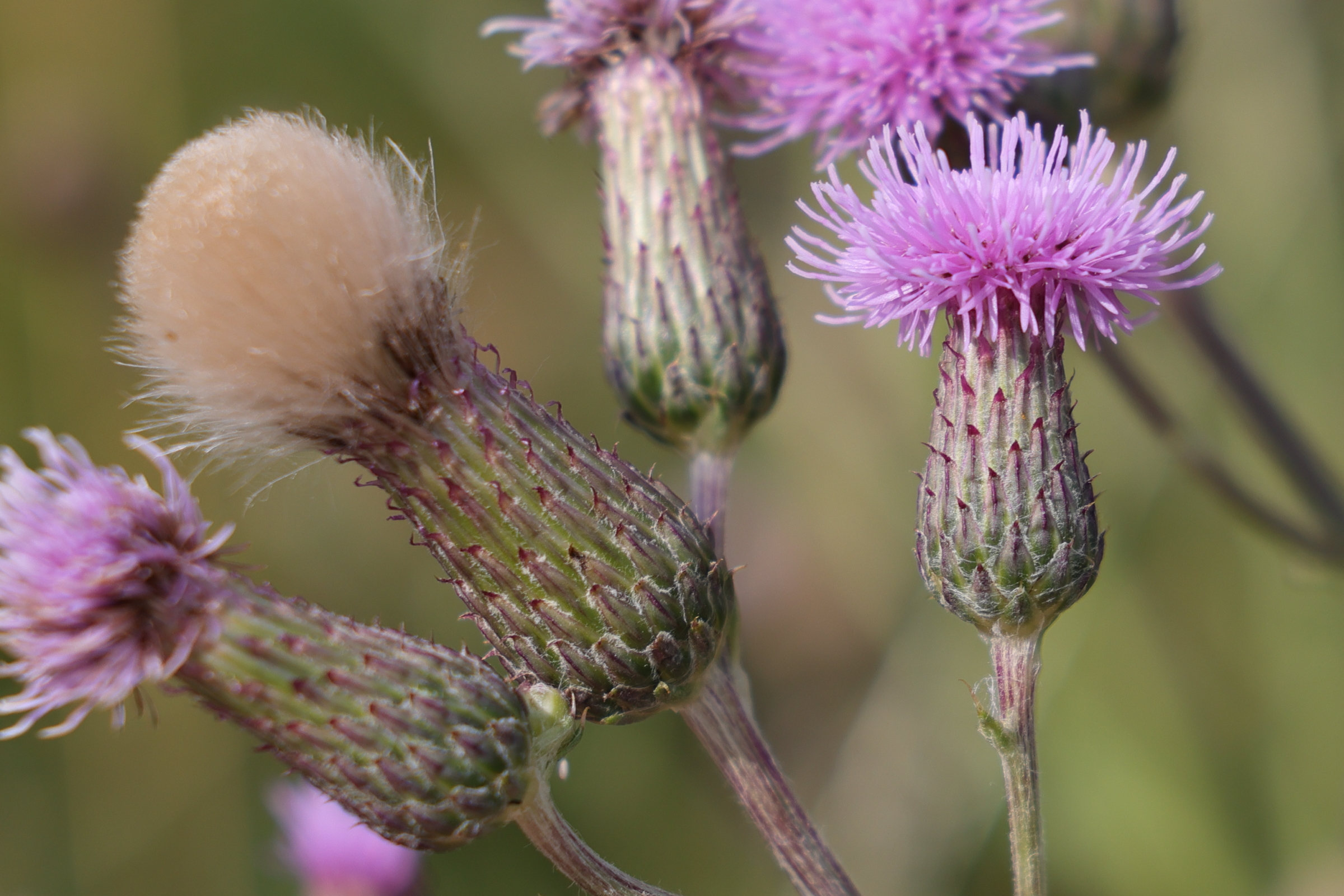 cirsium_arvense4md