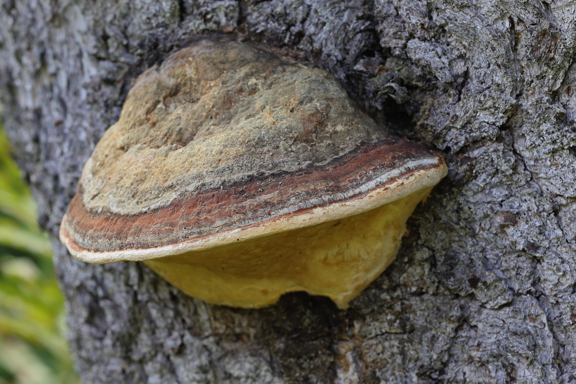 Afficher le média fomitopsis_pinicola7md fomitopsis_pinicola7md