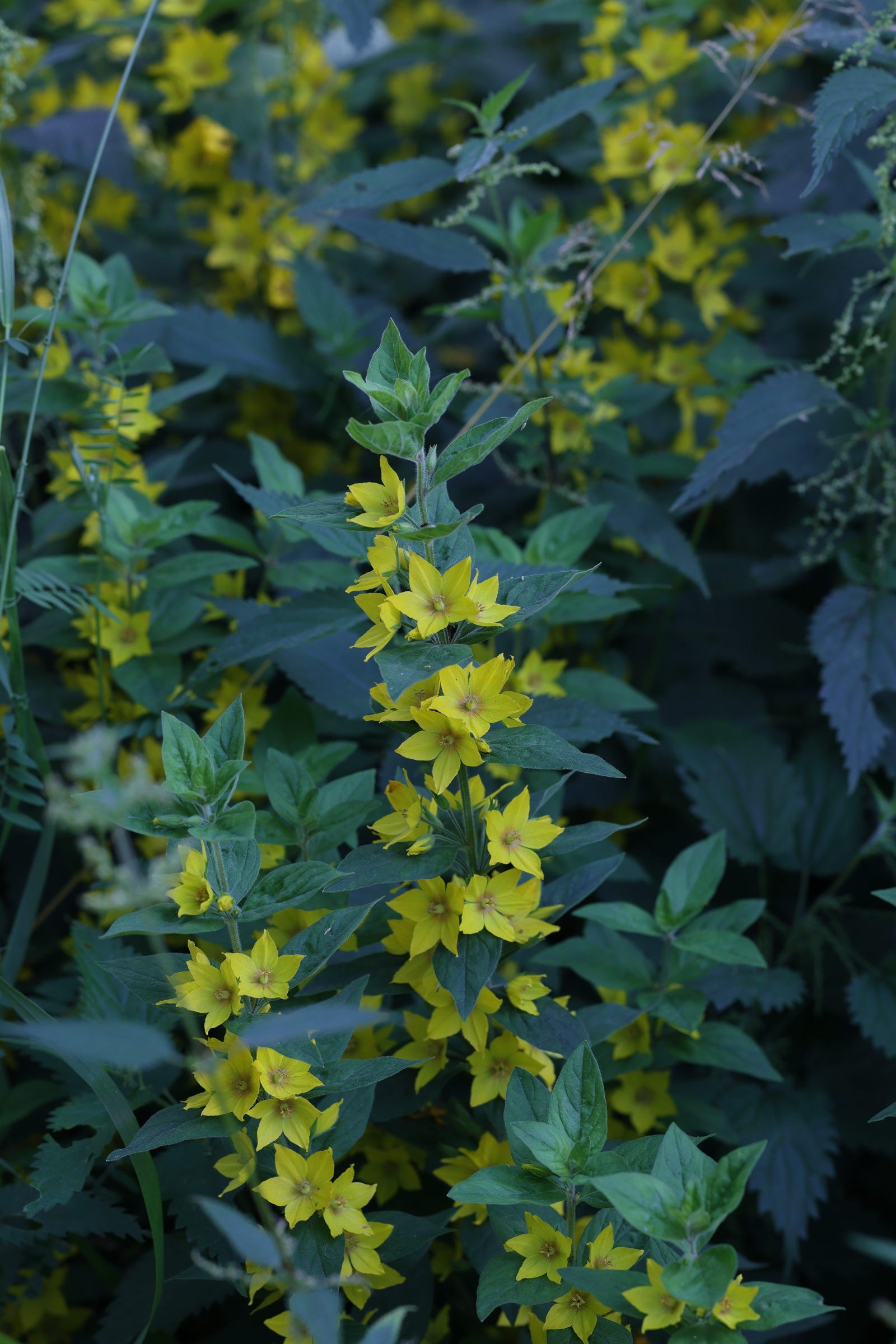lysimachia_punctata3md