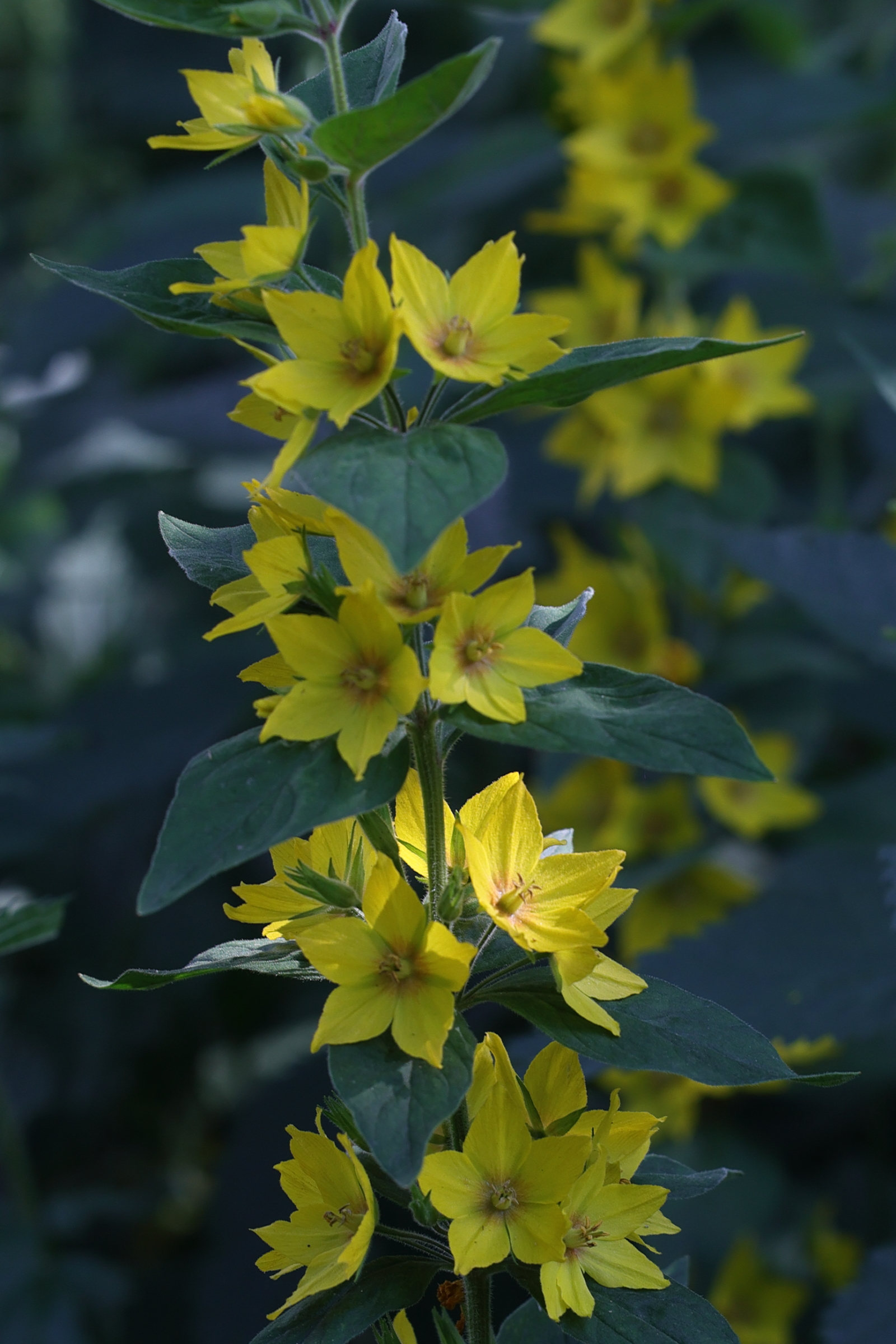 lysimachia_punctata4md