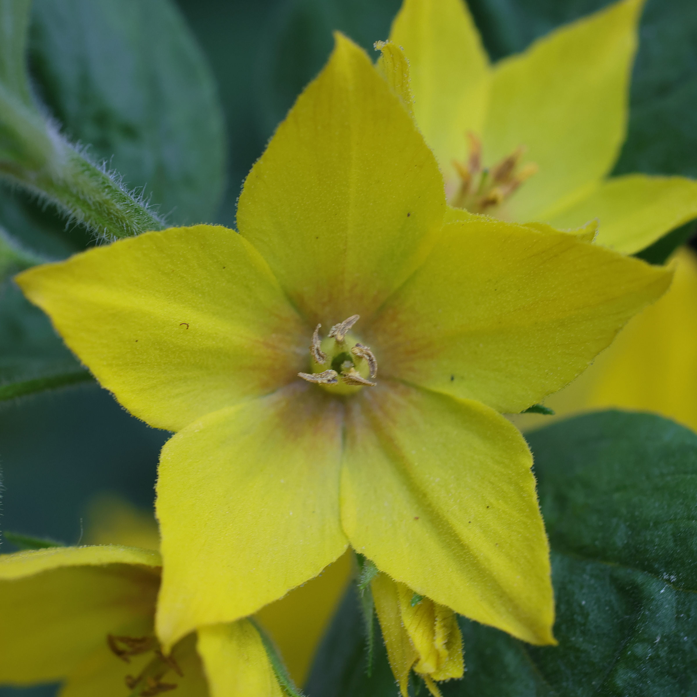 lysimachia_punctata5md